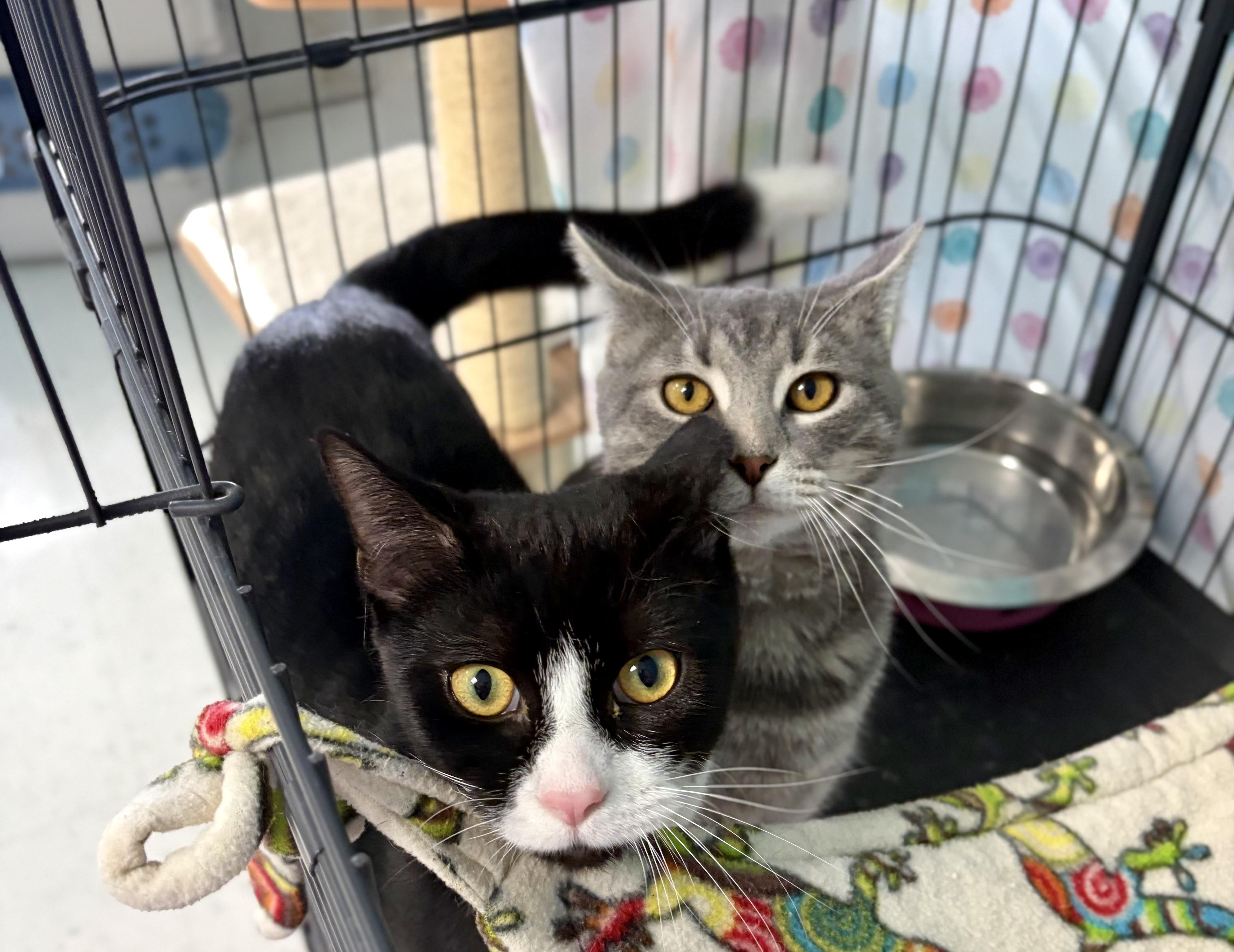 Enlarge Lynx, a Adoptable Domestic Short Hair in Bardstown, KY image 6/6