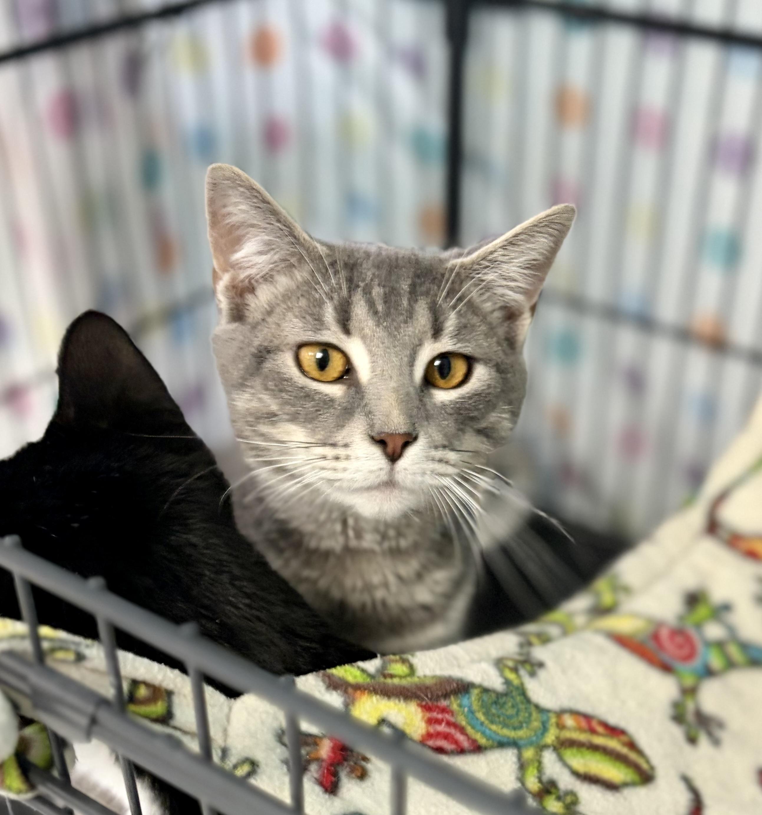 Enlarge Lynx, a Adoptable Domestic Short Hair in Bardstown, KY image 5/6