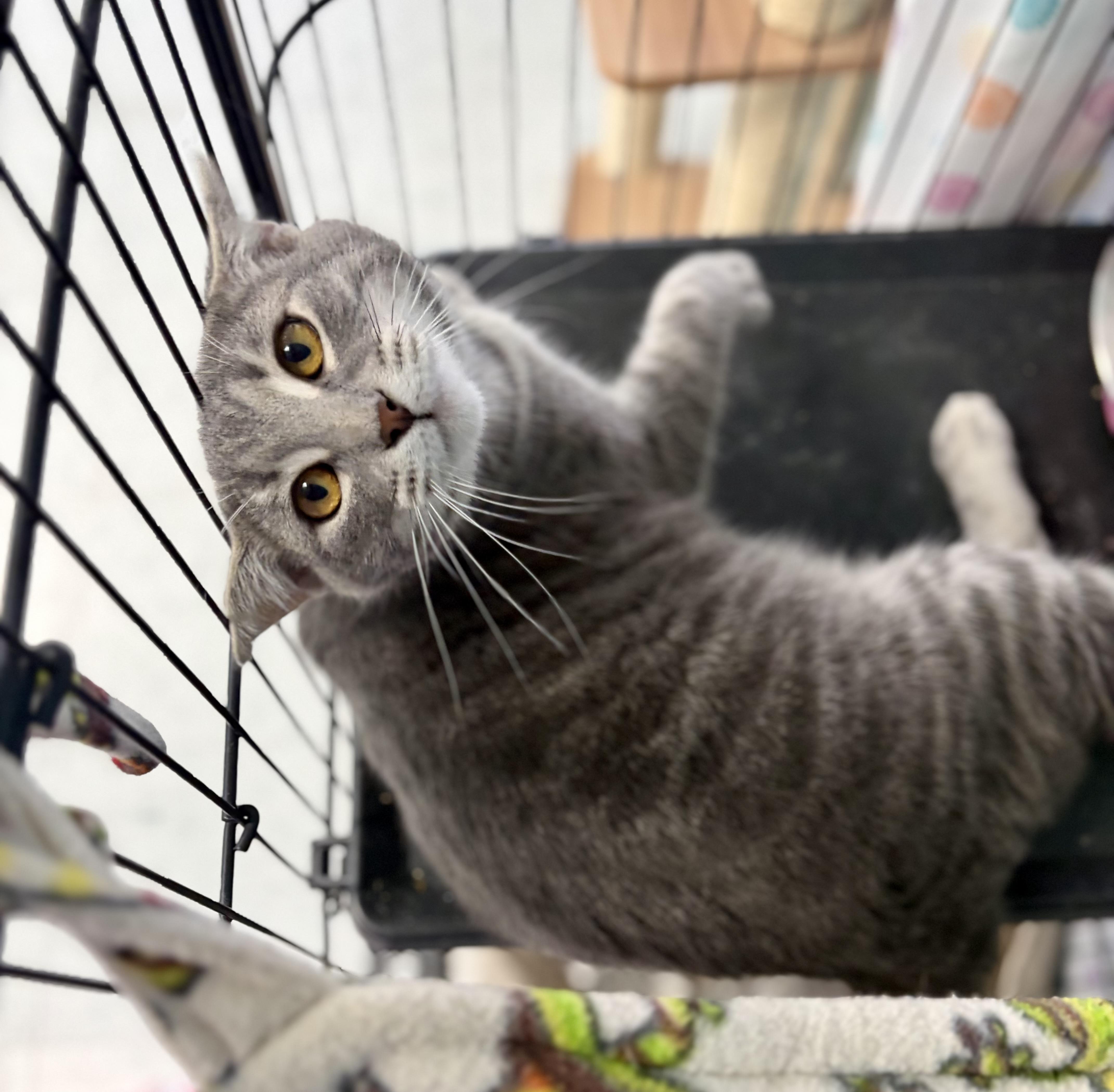 Enlarge Lynx, a Adoptable Domestic Short Hair in Bardstown, KY image 3/6