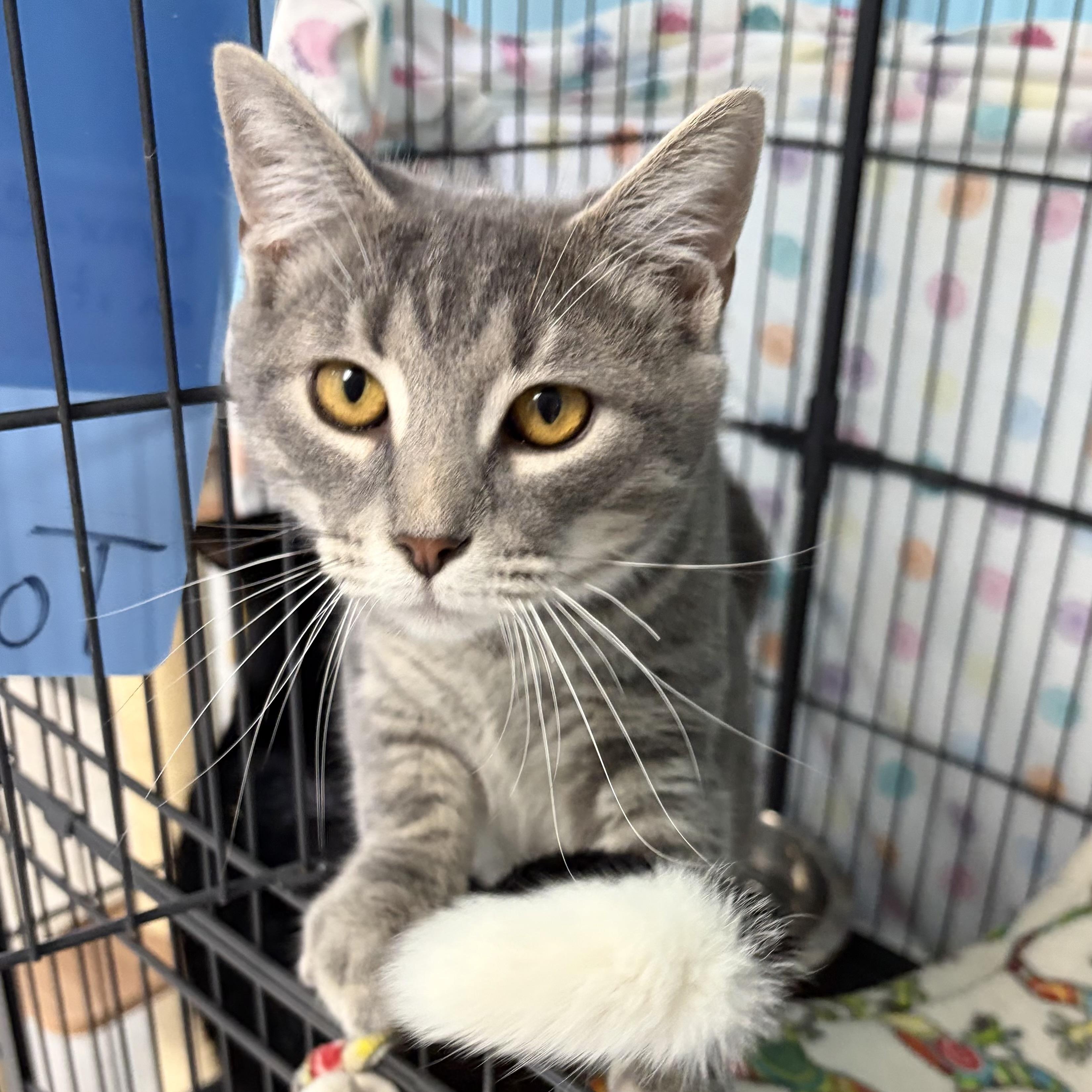 Lynx, Adoptable, Young Male Domestic Short Hair.
