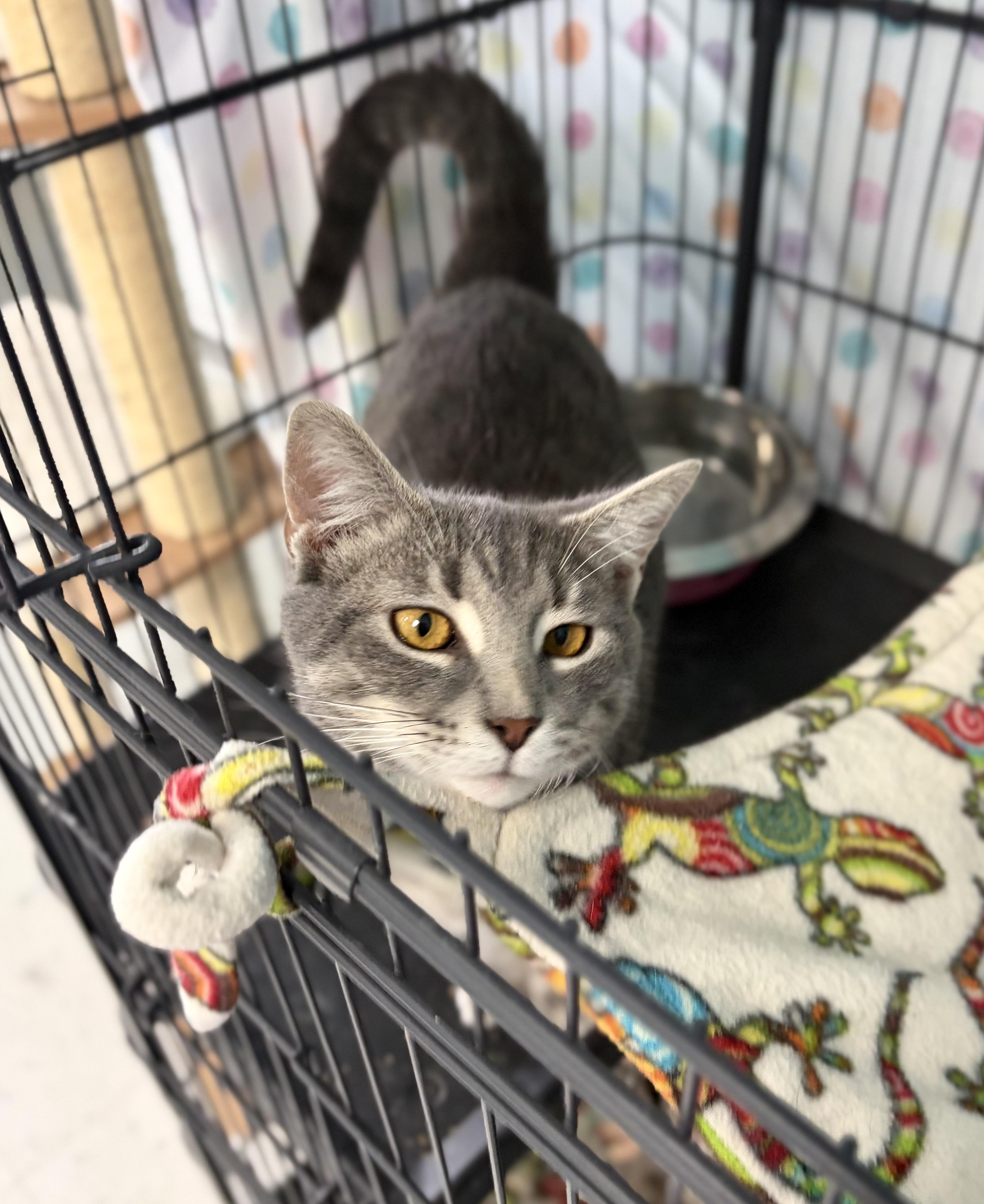 Enlarge Lynx, a Adoptable Domestic Short Hair in Bardstown, KY image 2/6