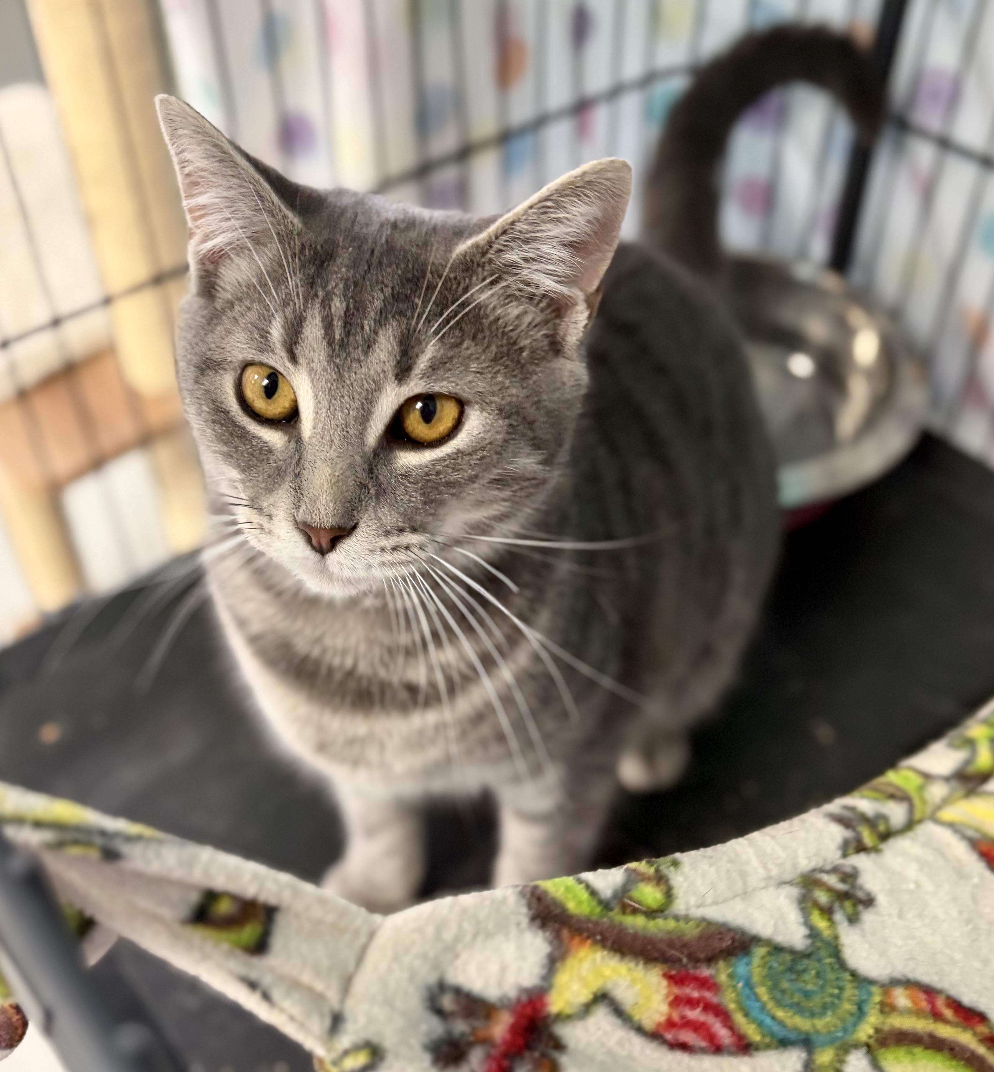 Enlarge Lynx, a Adoptable Domestic Short Hair in Bardstown, KY image 4/6