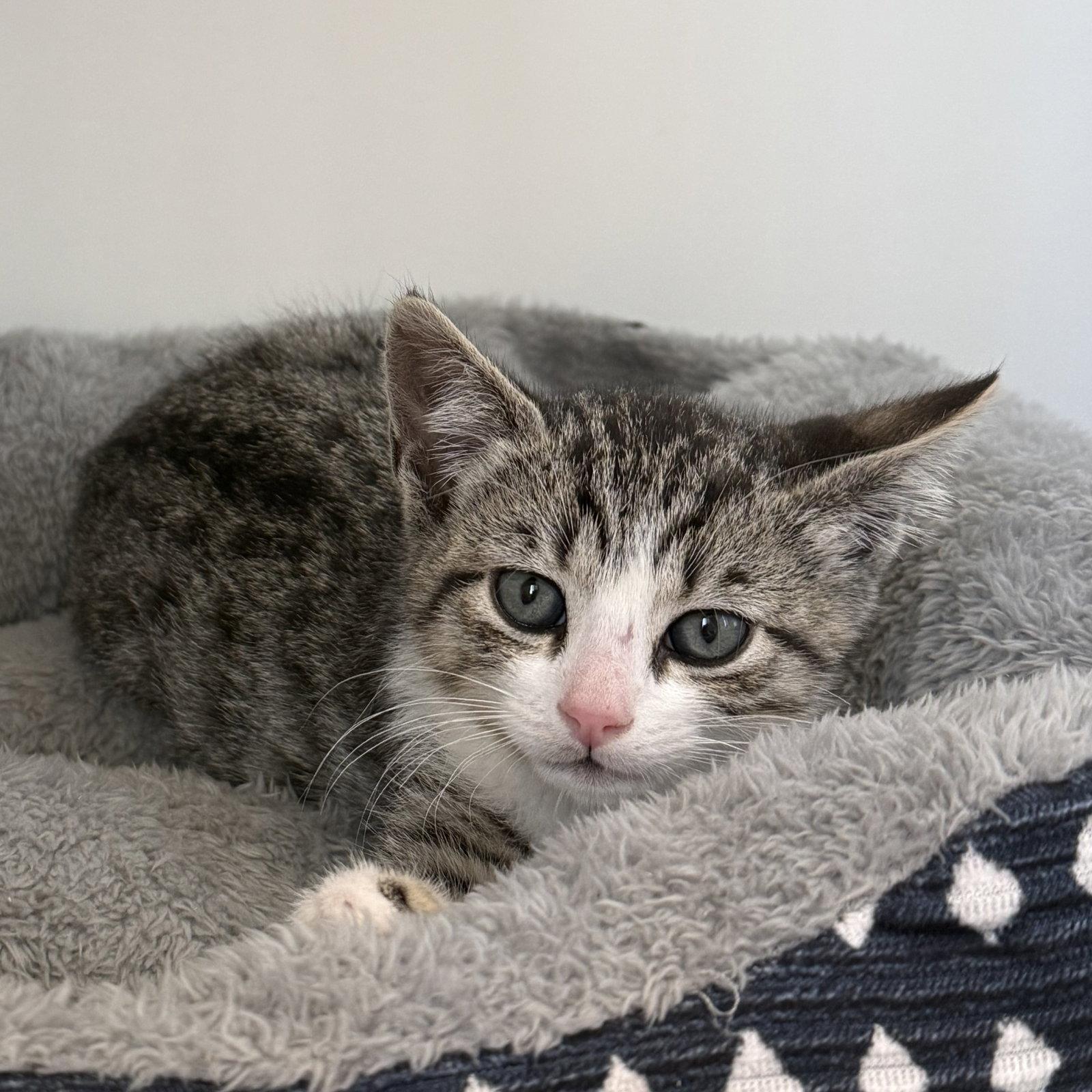Booster (bonded w/ Gold), Adopted, Kitten Male Domestic Short Hair.