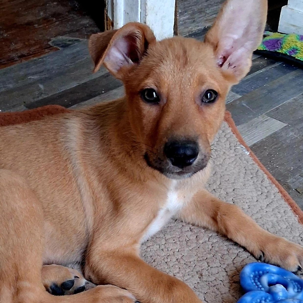 Enlarge Peanut, a Adoptable mixed breed in Bellingham, WA image 4/6