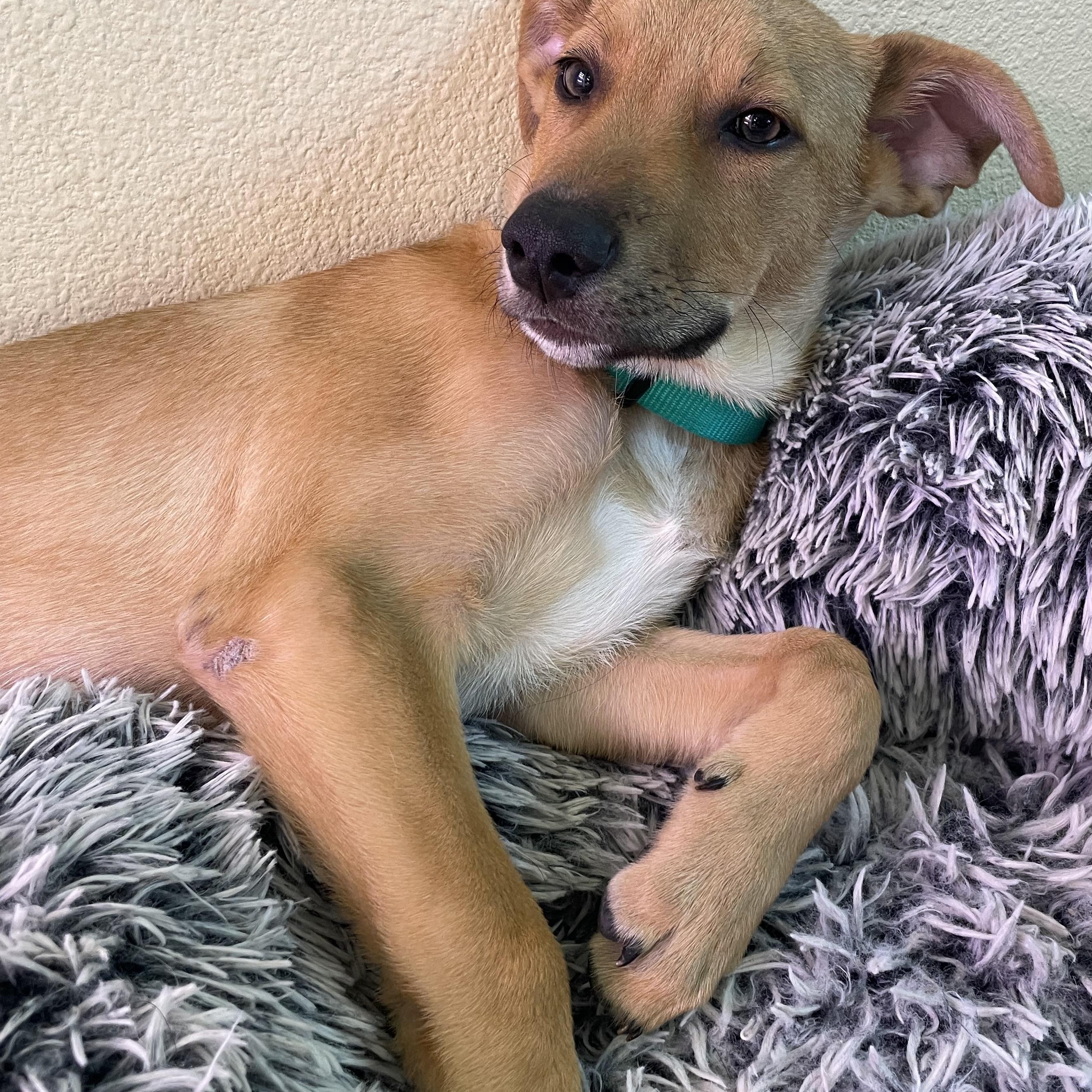 Enlarge Peanut, a Adoptable mixed breed in Bellingham, WA image 5/6