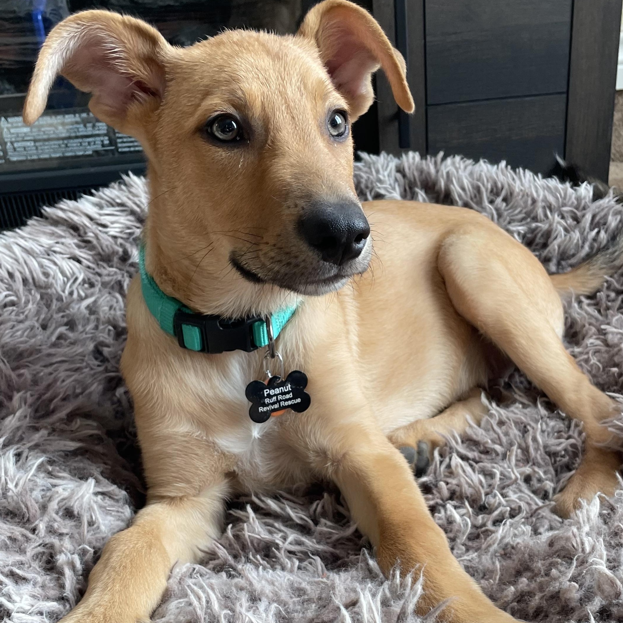 Peanut, Adoptable, Puppy Male German Shepherd Dog & Great Pyrenees.