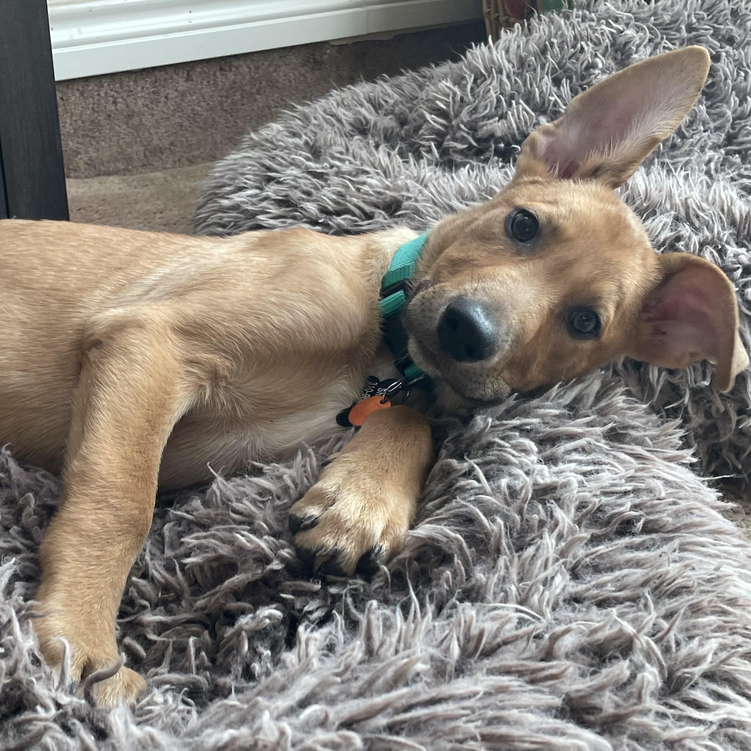 Enlarge Peanut, a Adoptable mixed breed in Bellingham, WA image 3/6