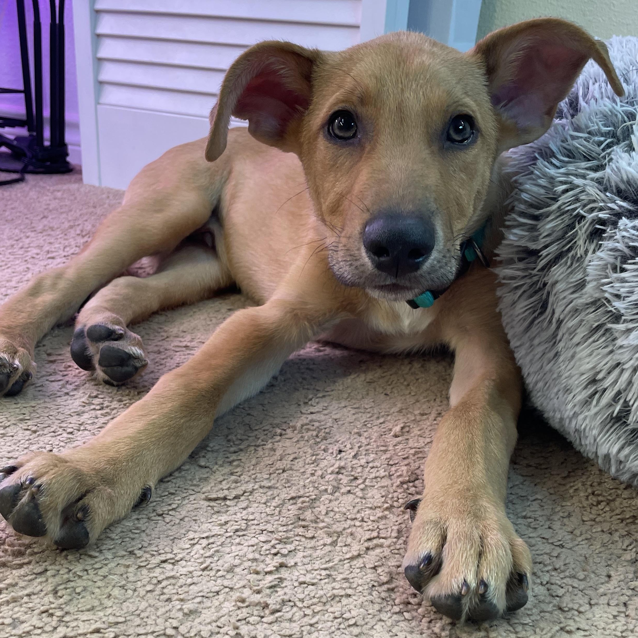 Enlarge Peanut, a Adoptable mixed breed in Bellingham, WA image 2/6