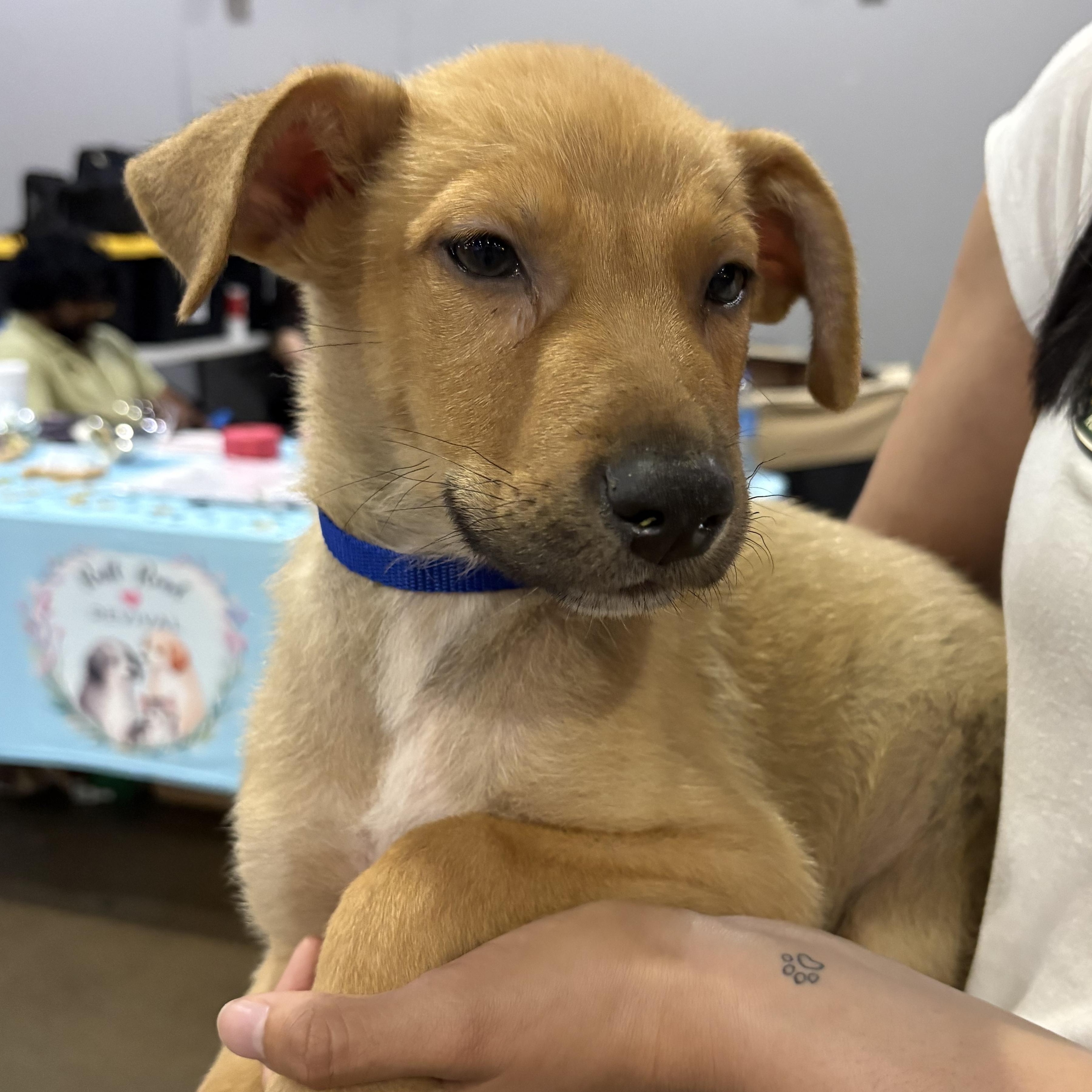 Enlarge Peanut, a Adoptable mixed breed in Bellingham, WA image 6/6