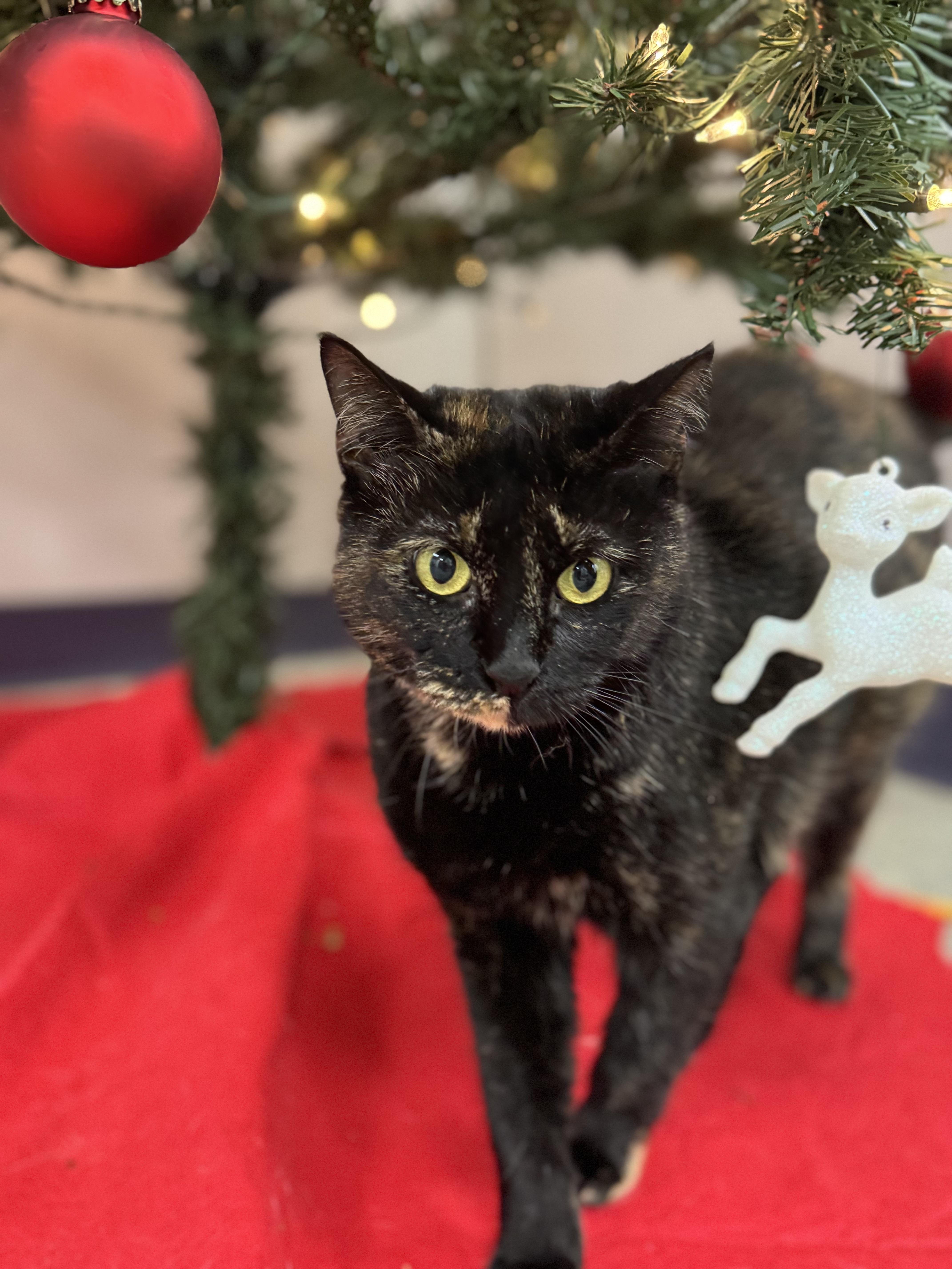 Galaxy, a Adoptable Domestic Short Hair in Kenedy, TX image 2/2