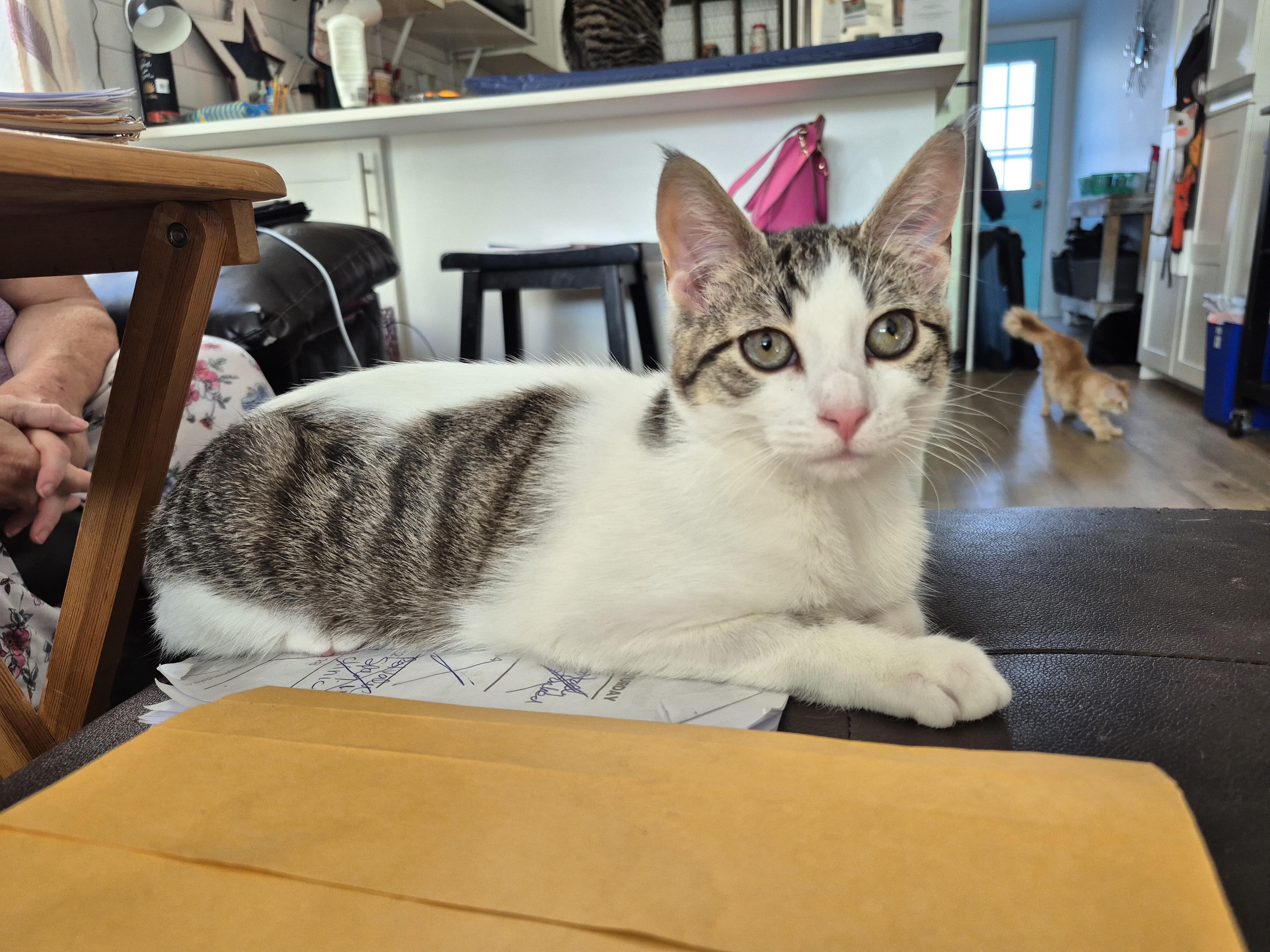Oscar, a ADOPTABLE Domestic Short Hair in Winnipeg, MB image 2/6