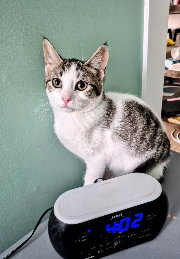 Oscar, a ADOPTABLE Domestic Short Hair in Winnipeg, MB image 5/6