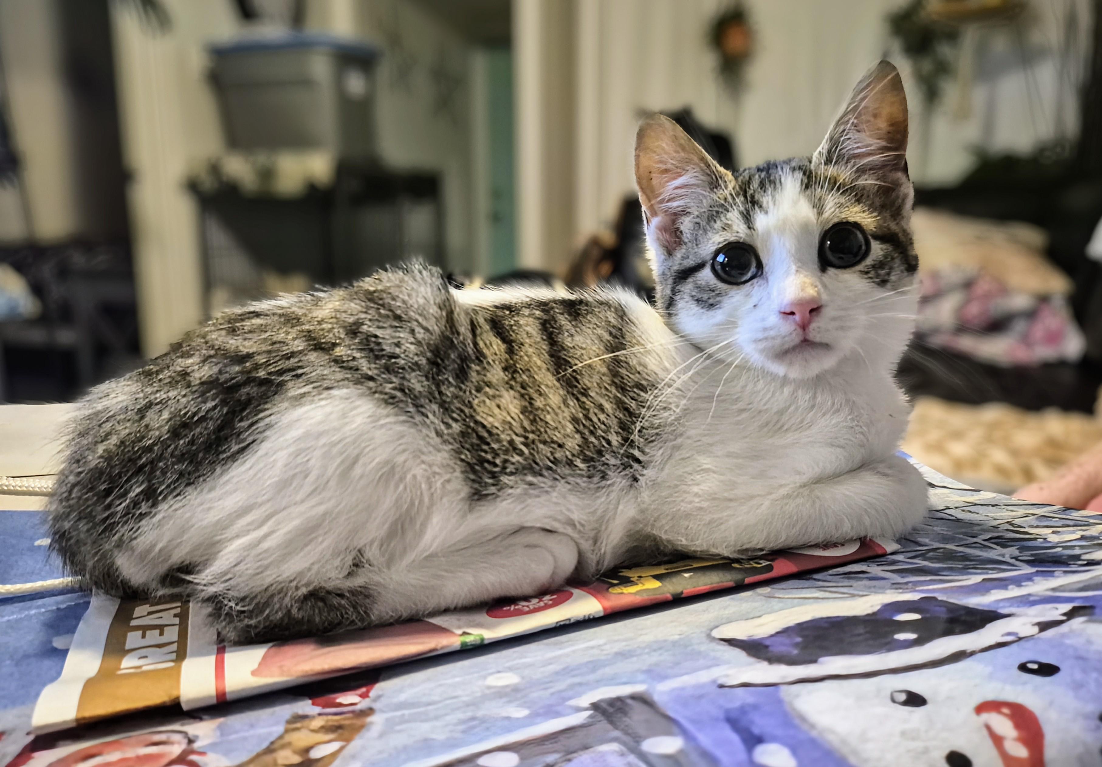 Oscar, a ADOPTABLE Domestic Short Hair in Winnipeg, MB image 4/6