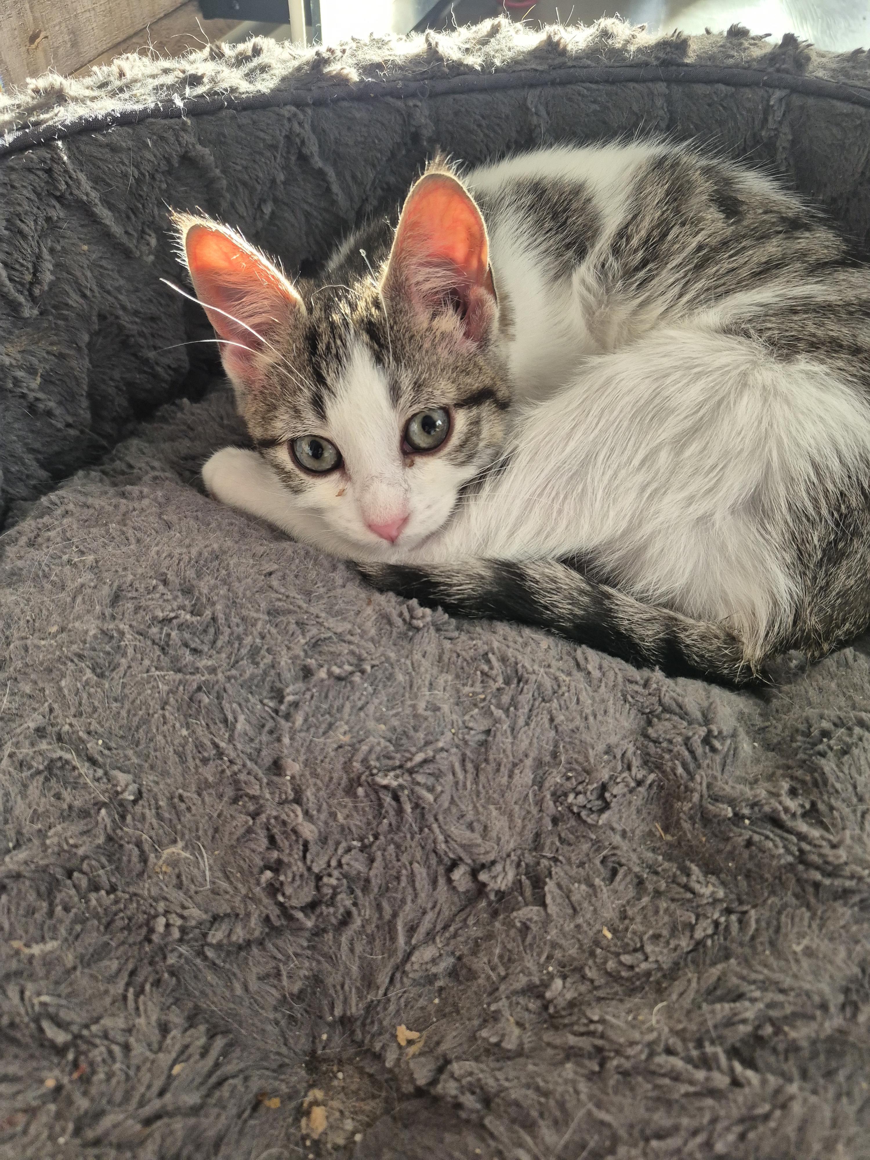 Oscar, a ADOPTABLE Domestic Short Hair in Winnipeg, MB image 6/6