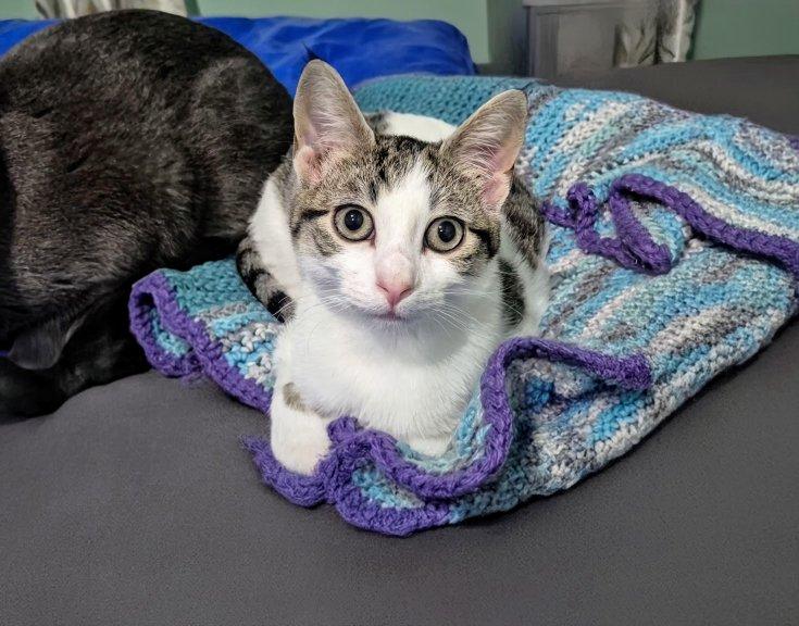 Oscar, ADOPTABLE, Young Male Domestic Short Hair.