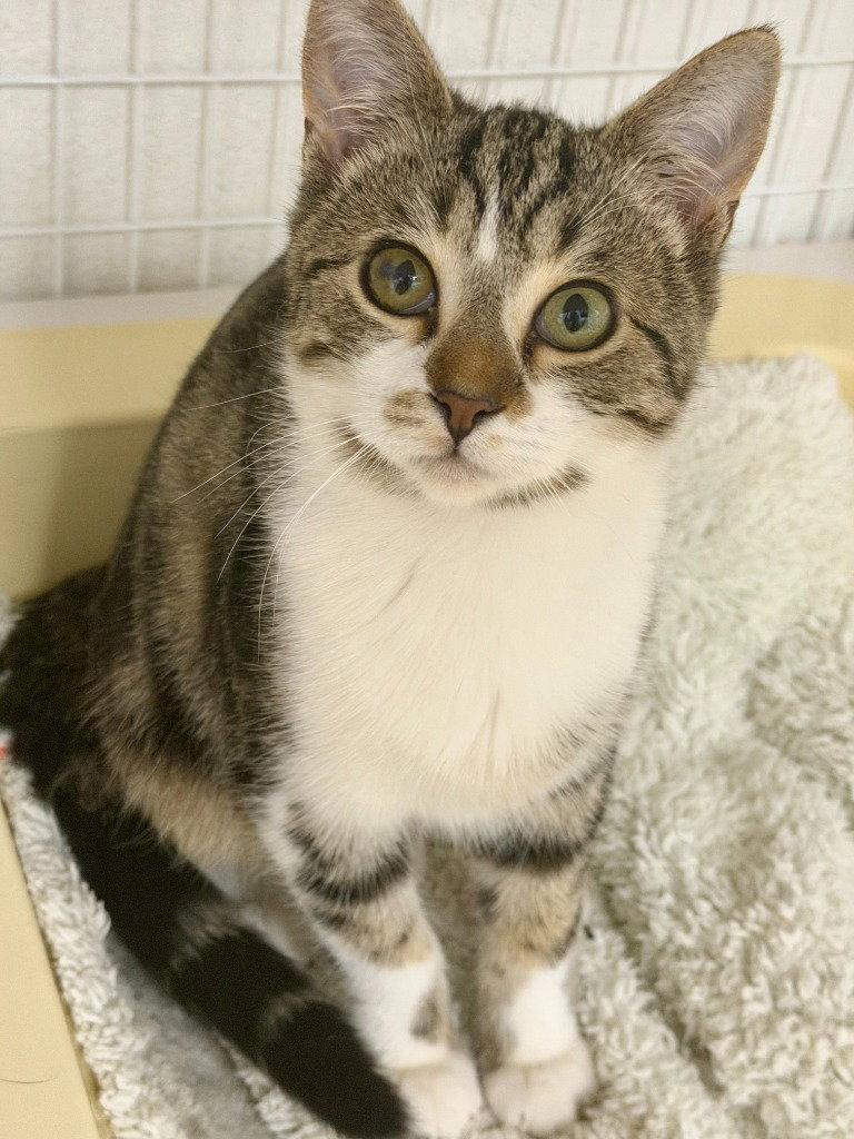 Enlarge Journey, a Adoptable Domestic Short Hair in St. Helens, OR image 1/2