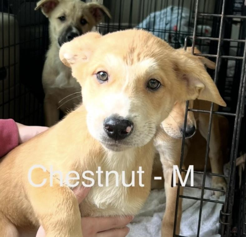 Enlarge Chestnut, an adoptable mixed breed in Parma, OH image 1/1
