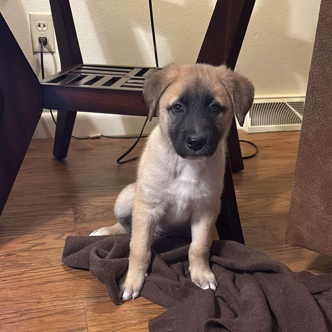 Maddie, ADOPTABLE, Puppy Female Belgian Shepherd / Malinois.