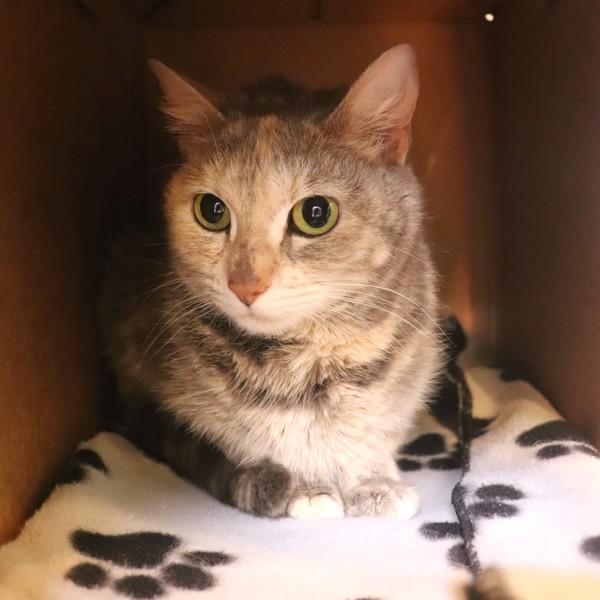 Marbles, Adoptable, Adult Female Domestic Short Hair.