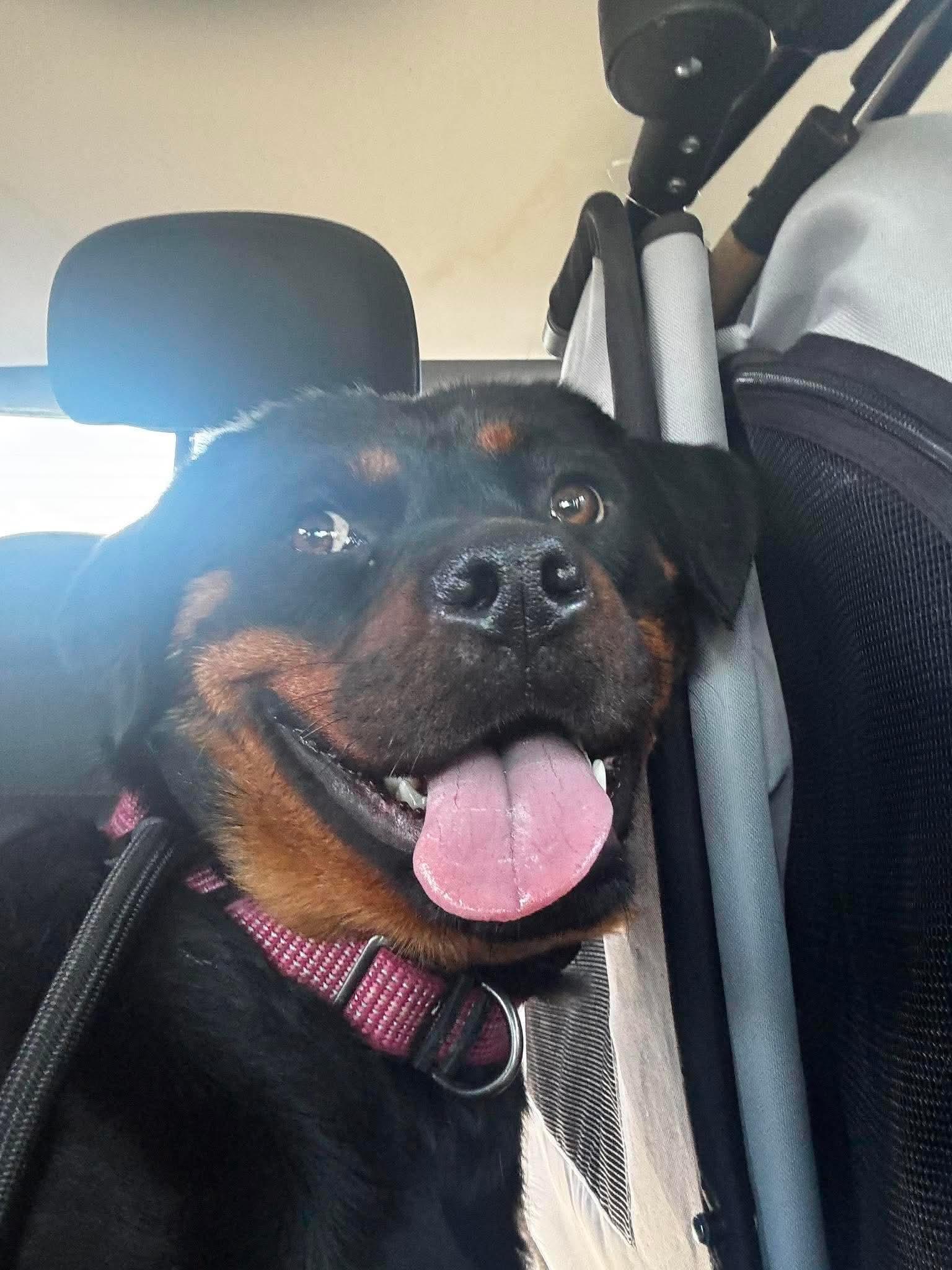 Enlarge Fancy, a ADOPTABLE Rottweiler in Saratoga Springs, NY image 6/6