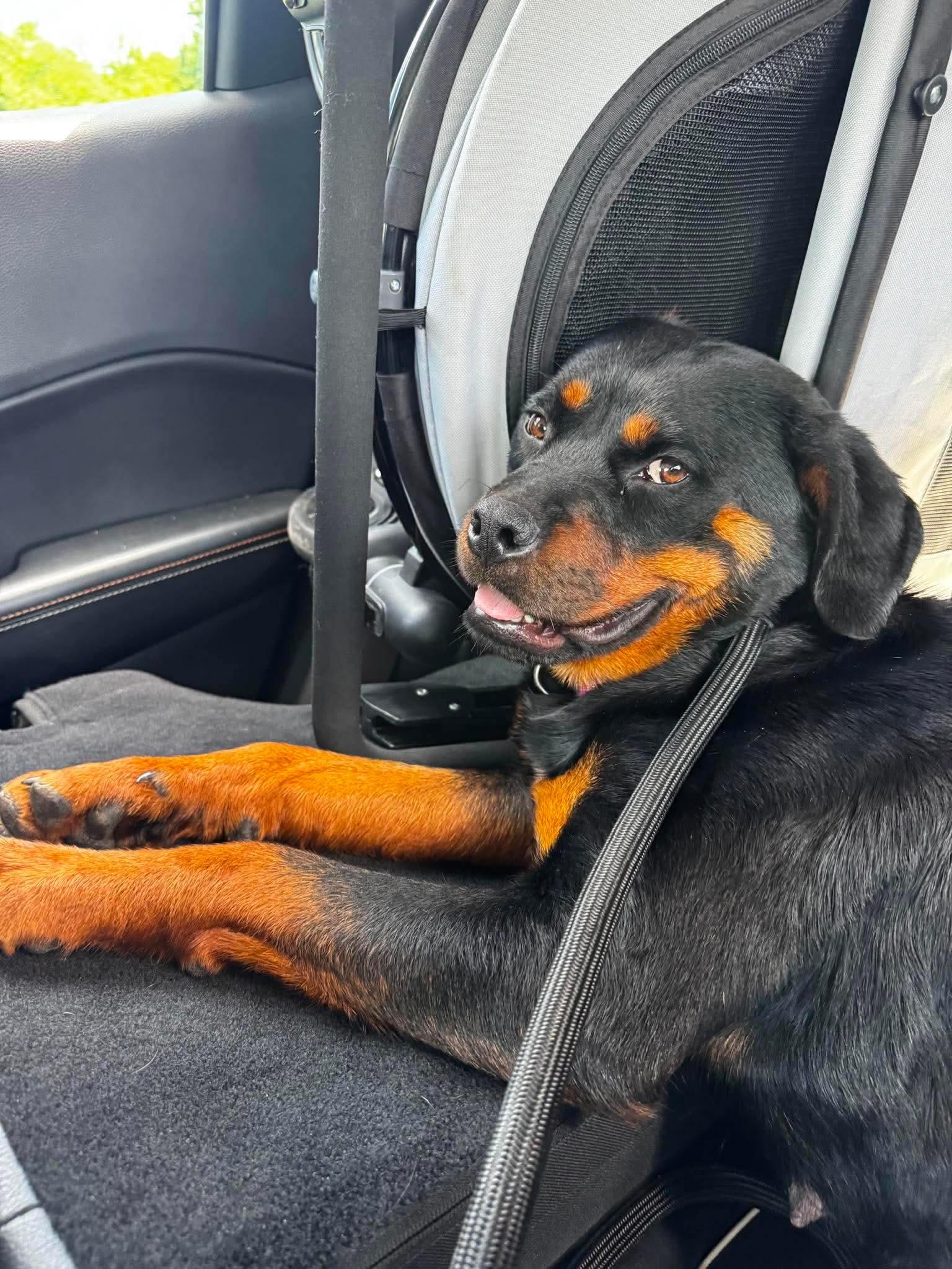 Fancy, ADOPTABLE, Young Female Rottweiler.
