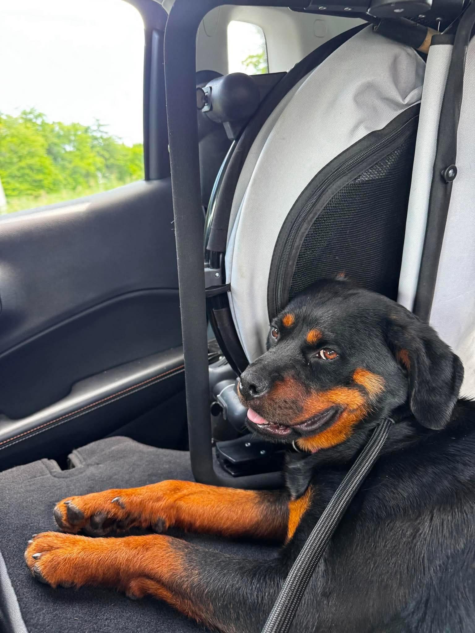 Enlarge Fancy, a ADOPTABLE Rottweiler in Saratoga Springs, NY image 5/6
