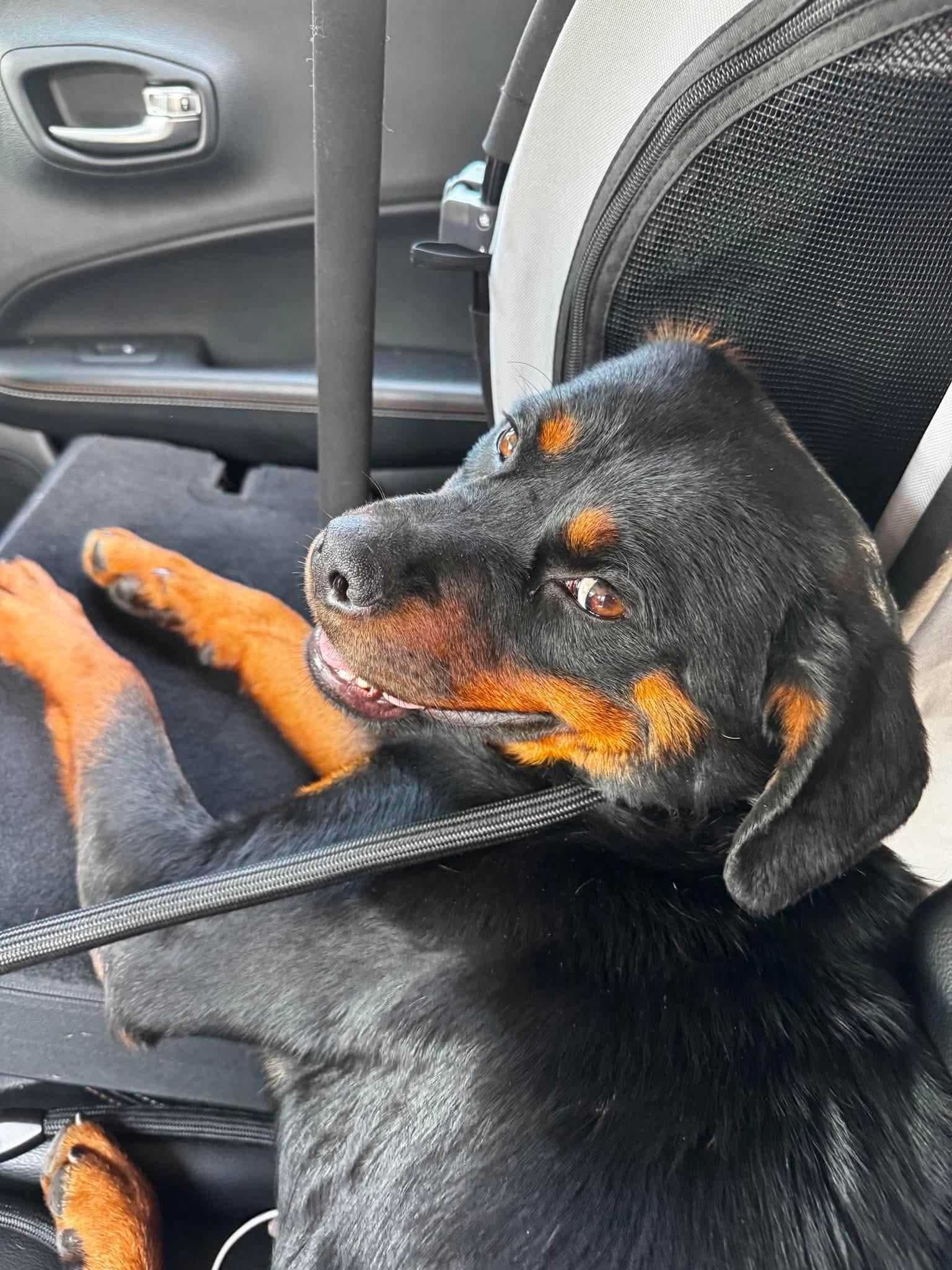 Enlarge Fancy, a ADOPTABLE Rottweiler in Saratoga Springs, NY image 3/6