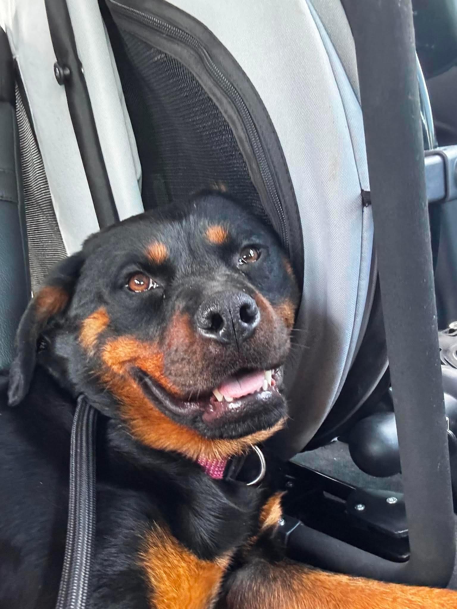Enlarge Fancy, a ADOPTABLE Rottweiler in Saratoga Springs, NY image 4/6