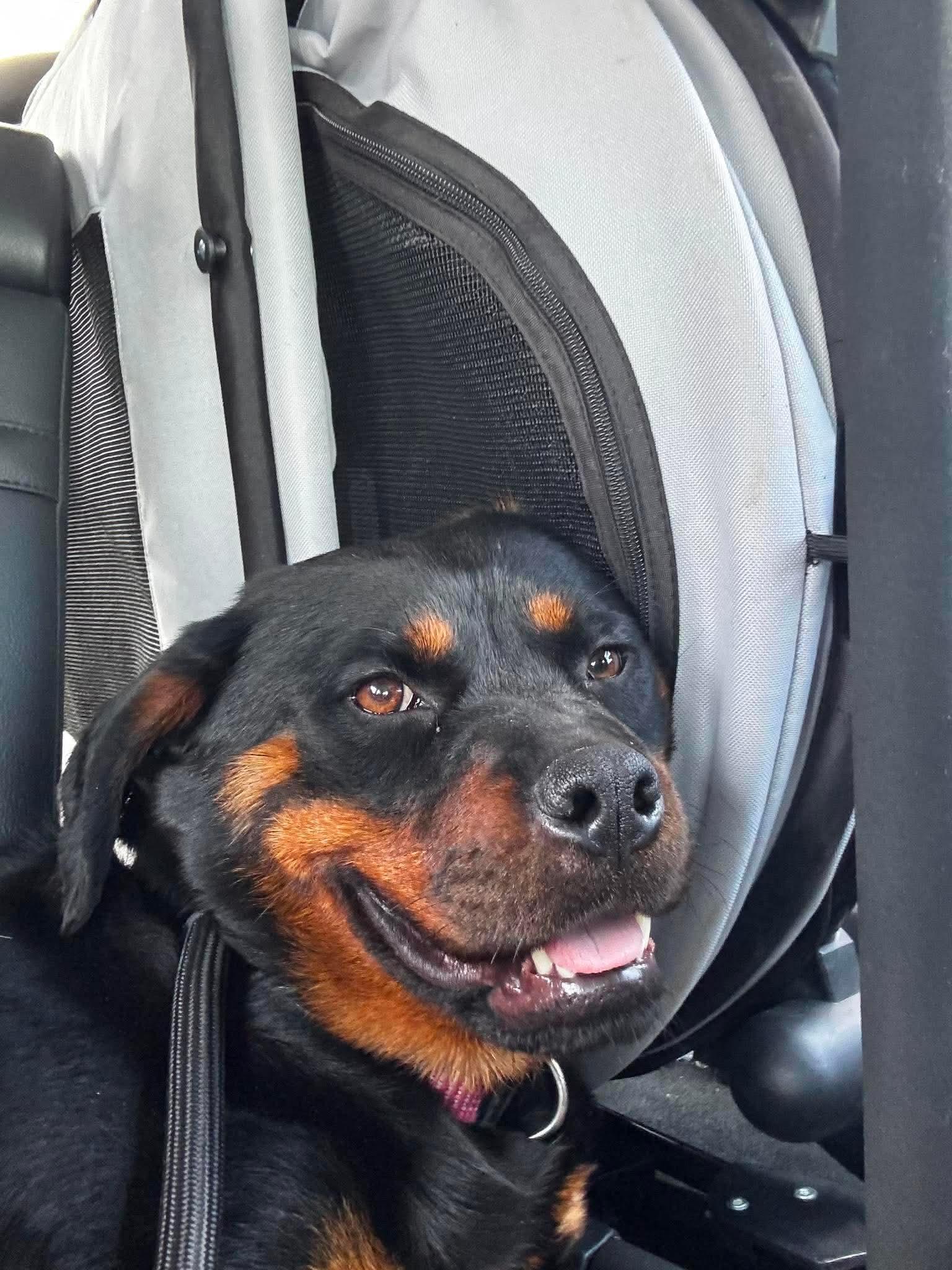 Enlarge Fancy, a ADOPTABLE Rottweiler in Saratoga Springs, NY image 2/6