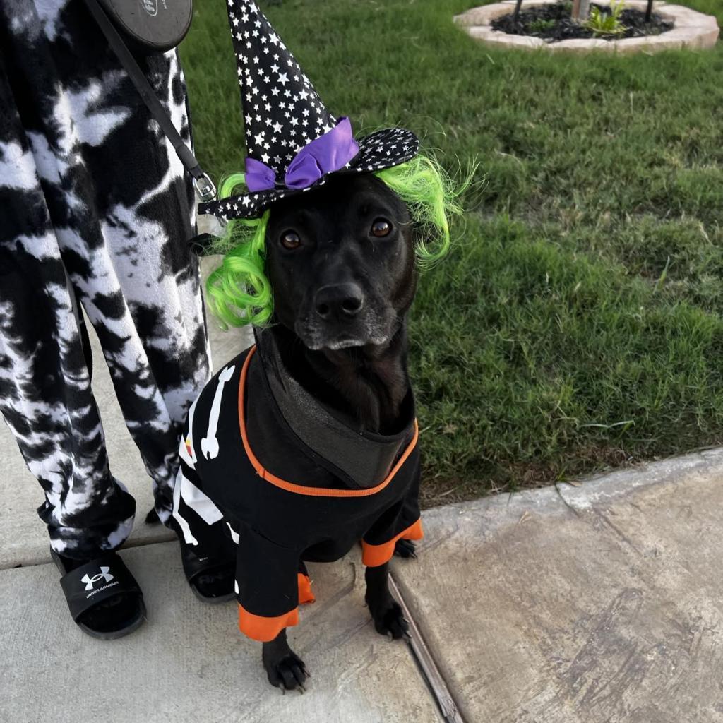 Chetty JuM, a Adoptable mixed breed in Jacksonville, FL image 2/6