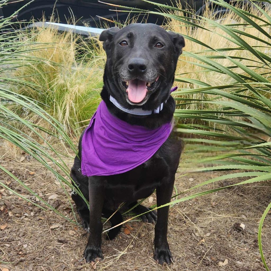 Chetty JuM, a Adoptable mixed breed in Jacksonville, FL image 3/6