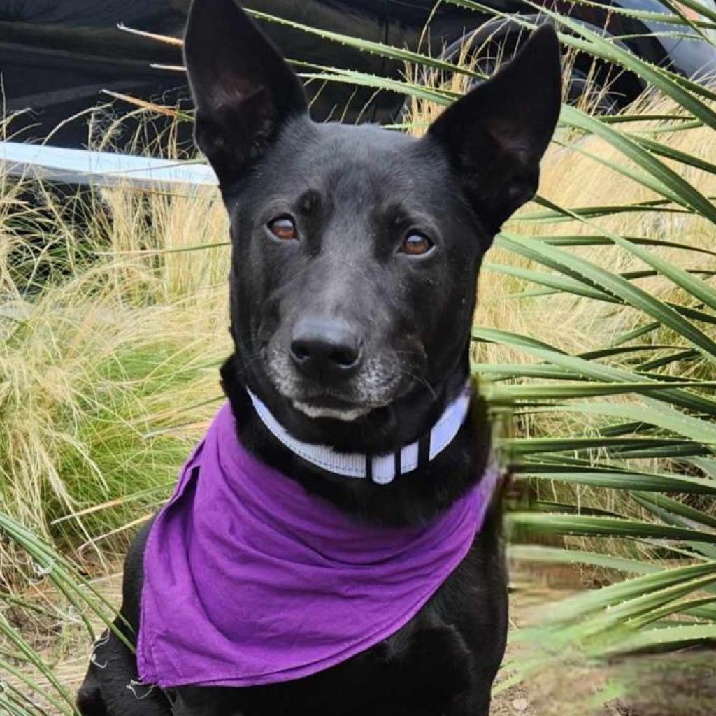 Chetty JuM, a Adoptable mixed breed in Jacksonville, FL image 4/6