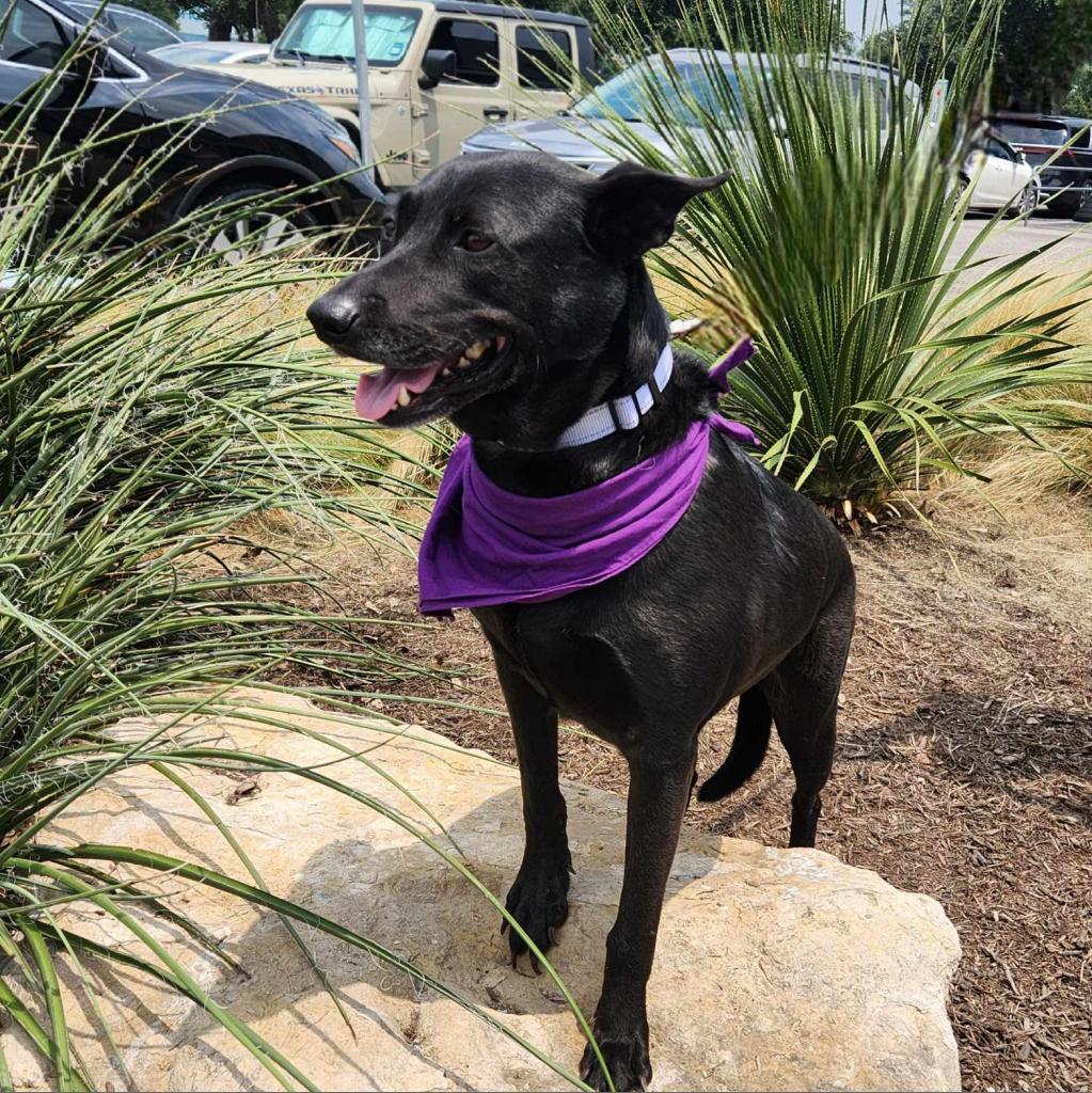 Chetty JuM, a Adoptable mixed breed in Jacksonville, FL image 5/6