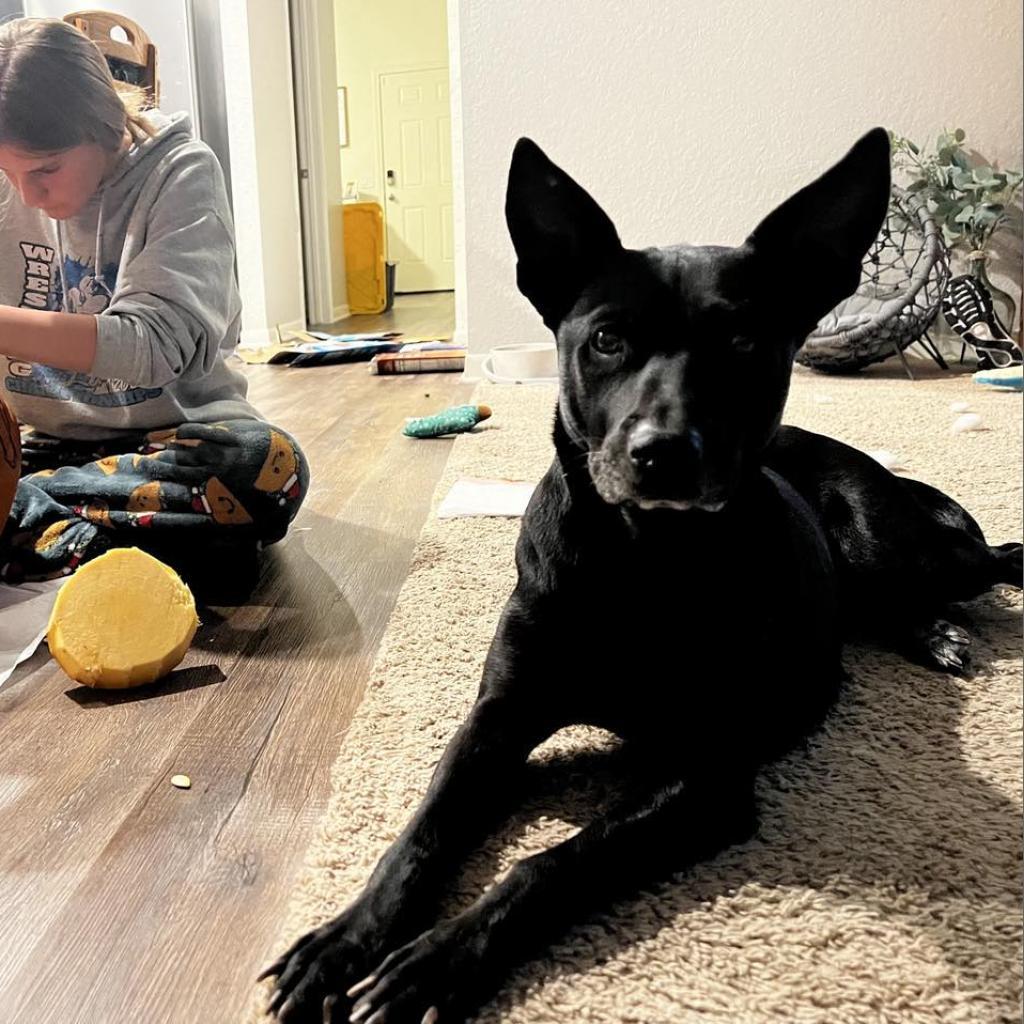 Chetty JuM, a Adoptable mixed breed in Jacksonville, FL image 6/6