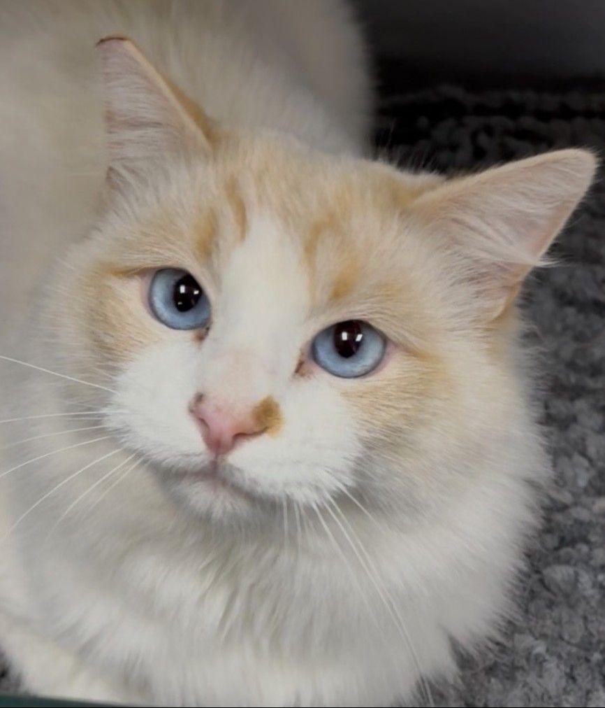 Gunsmoke (Courtesty Post - Offered by Owner)