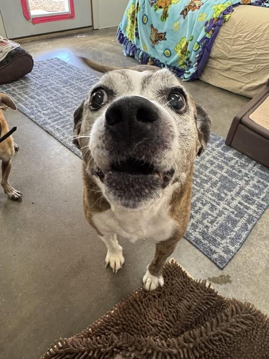 Picchu, a ADOPTABLE mixed breed in Scottsdale, AZ image 2/3