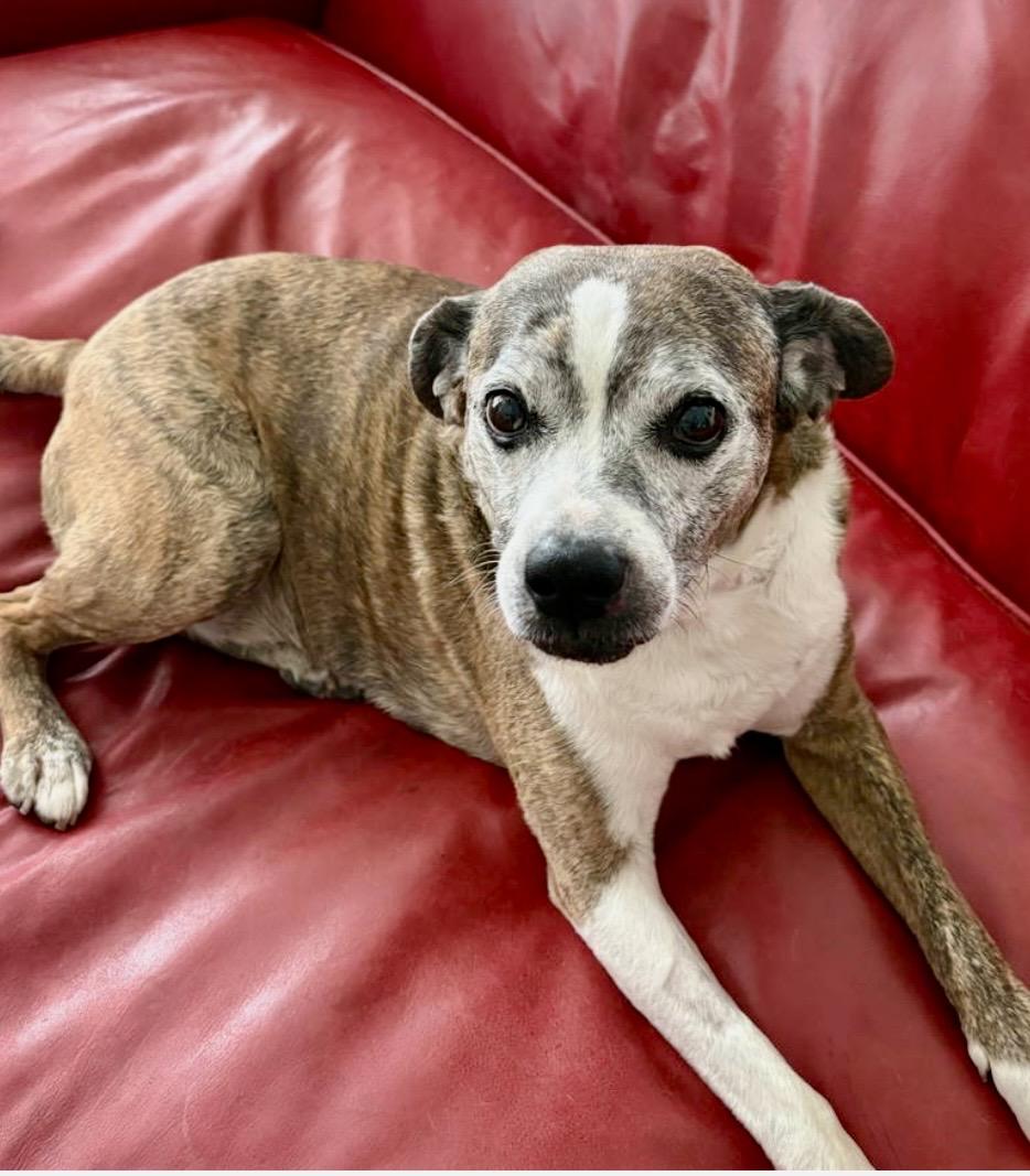 Picchu, a ADOPTABLE mixed breed in Scottsdale, AZ image 1/3