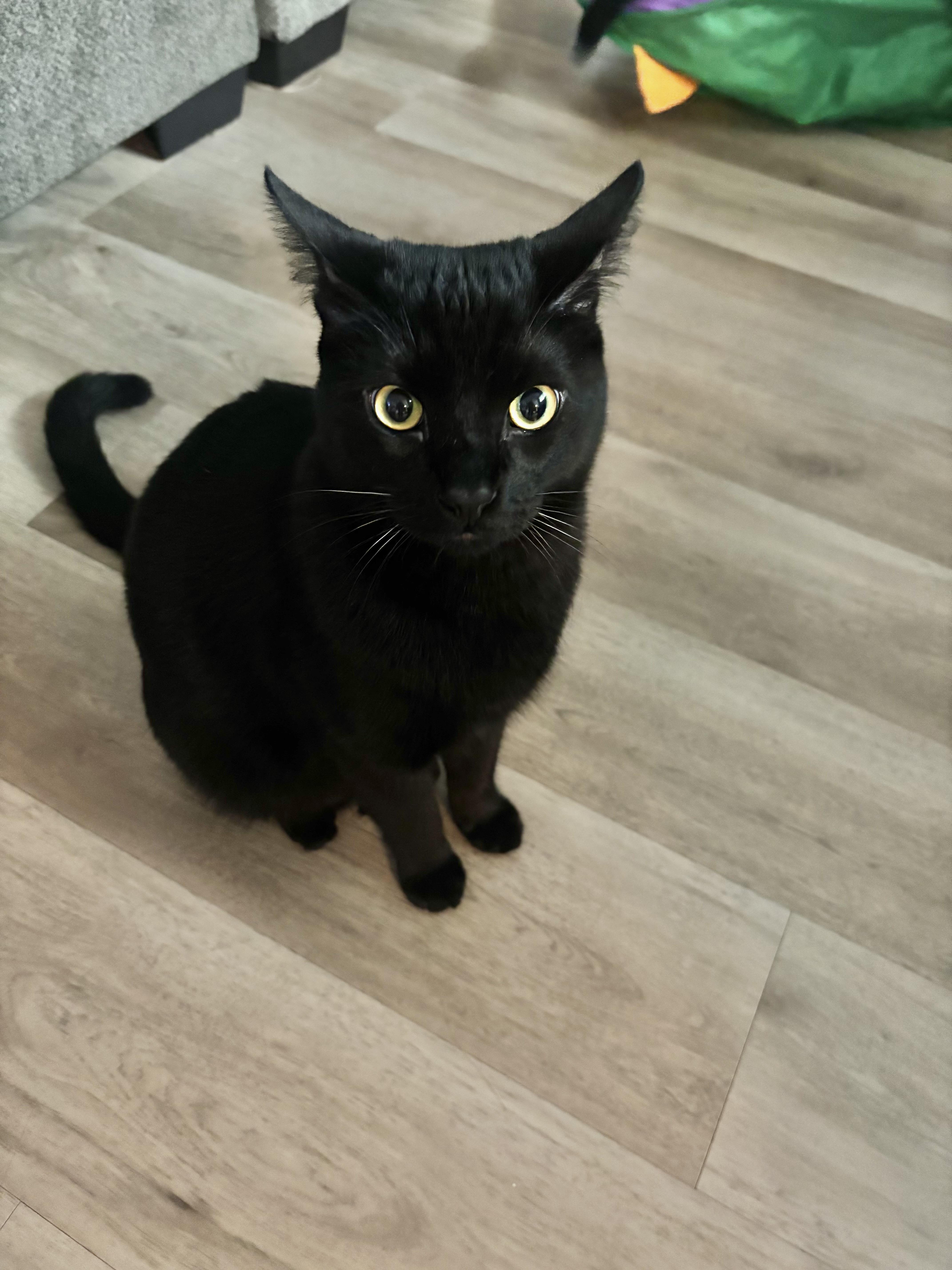 Smokey, a Adoptable Domestic Medium Hair in Santa Ana, CA image 2/3