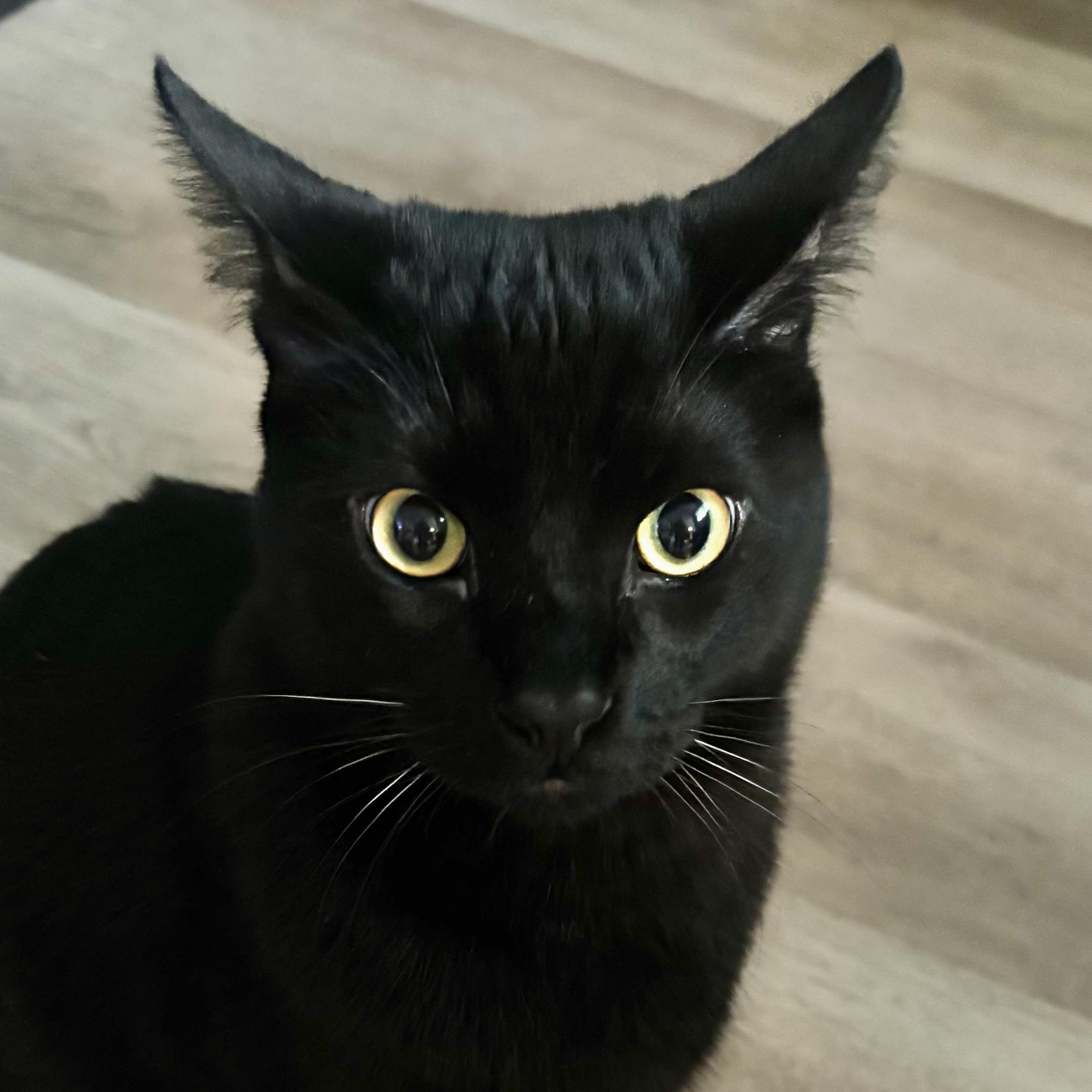 Smokey, Adoptable, Young Male Domestic Medium Hair.