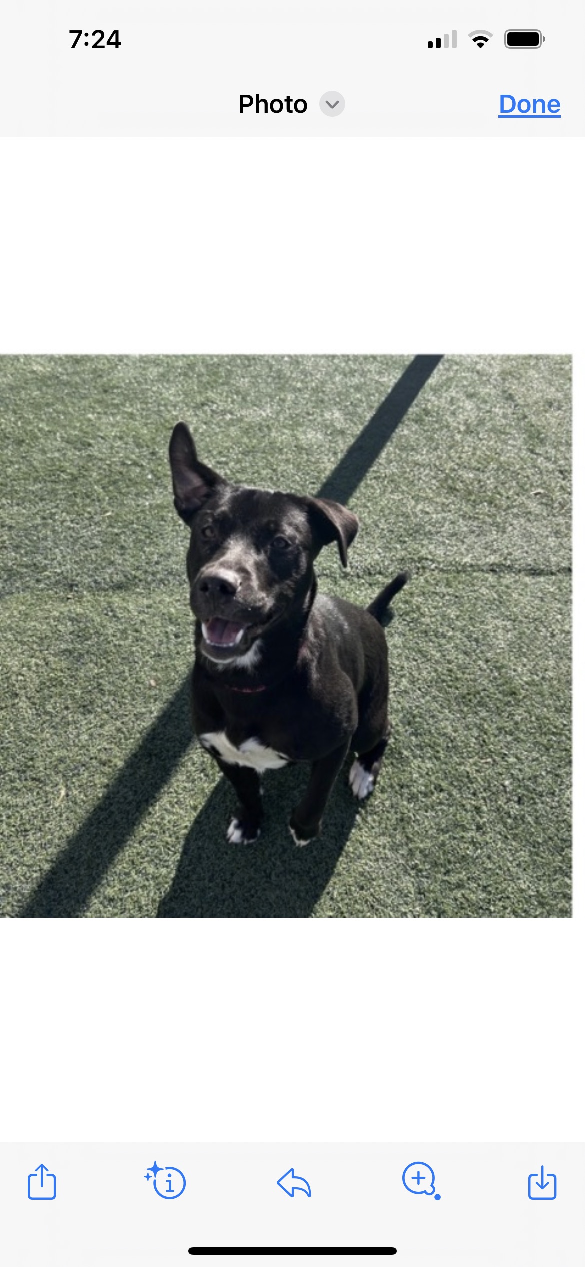 Enlarge Polka, a Adoptable mixed breed in Bruce, MS image 1/1