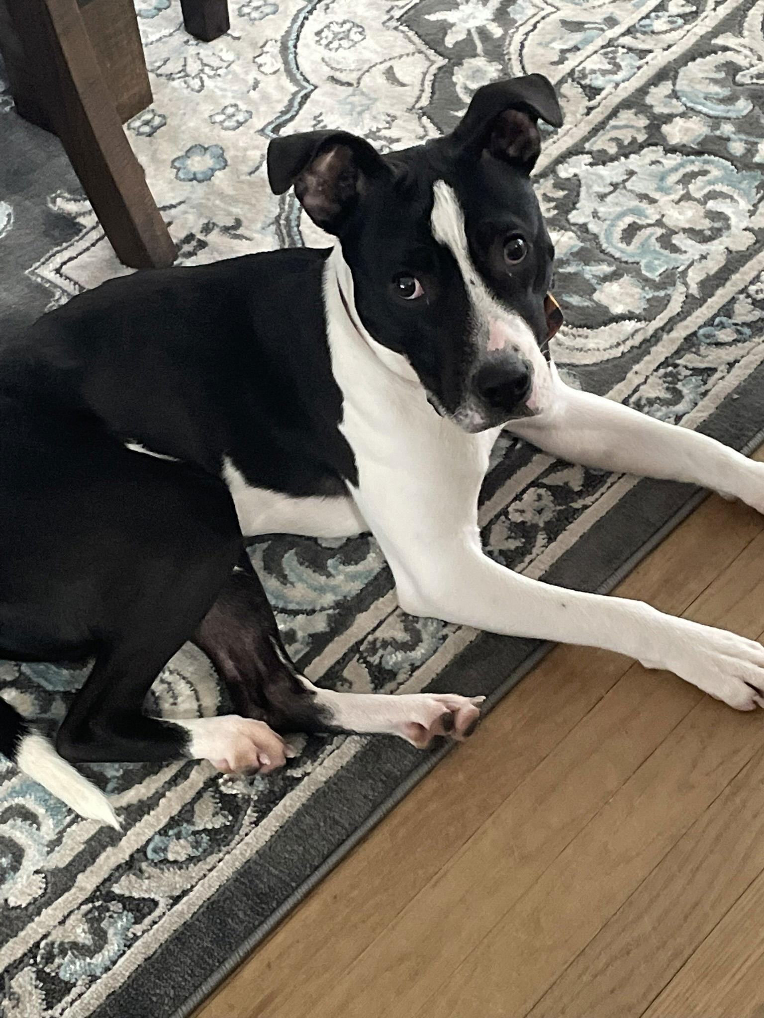 Kane, Adoptable, Young Male Pit Bull Terrier & Pit Bull Terrier.