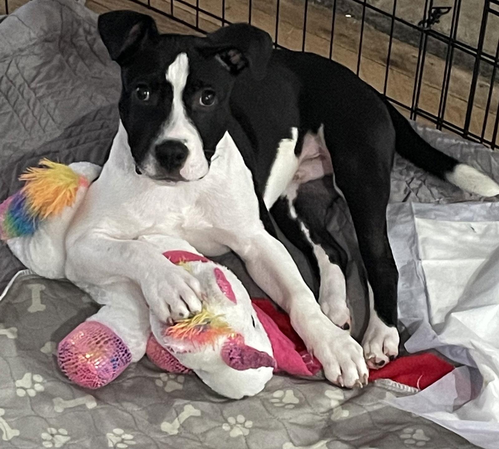 Kane, a Adoptable mixed breed in Gates Mills, OH image 2/6