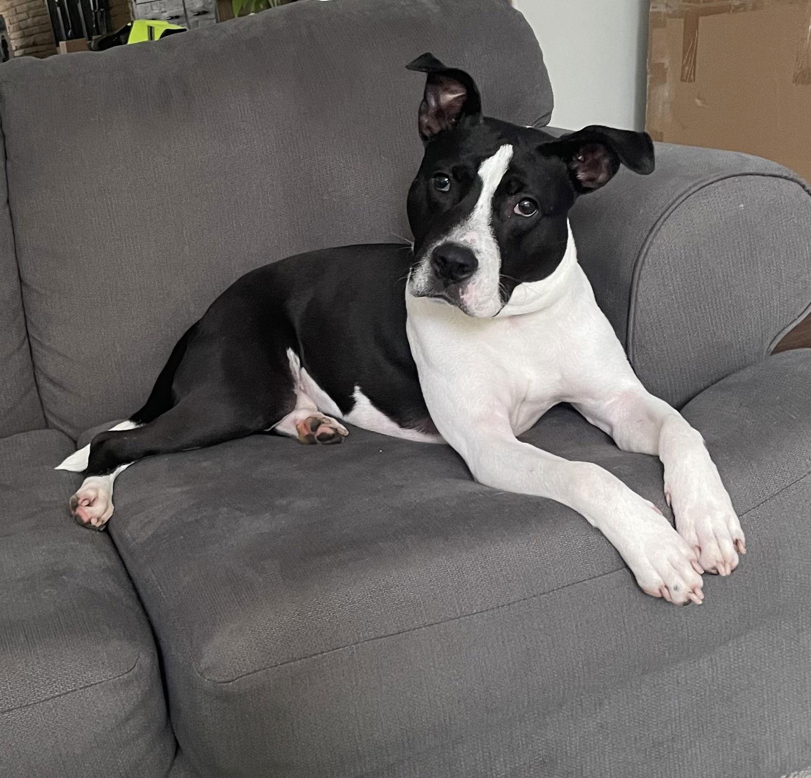 Enlarge Kane, a Adoptable mixed breed in Gates Mills, OH image 2/3