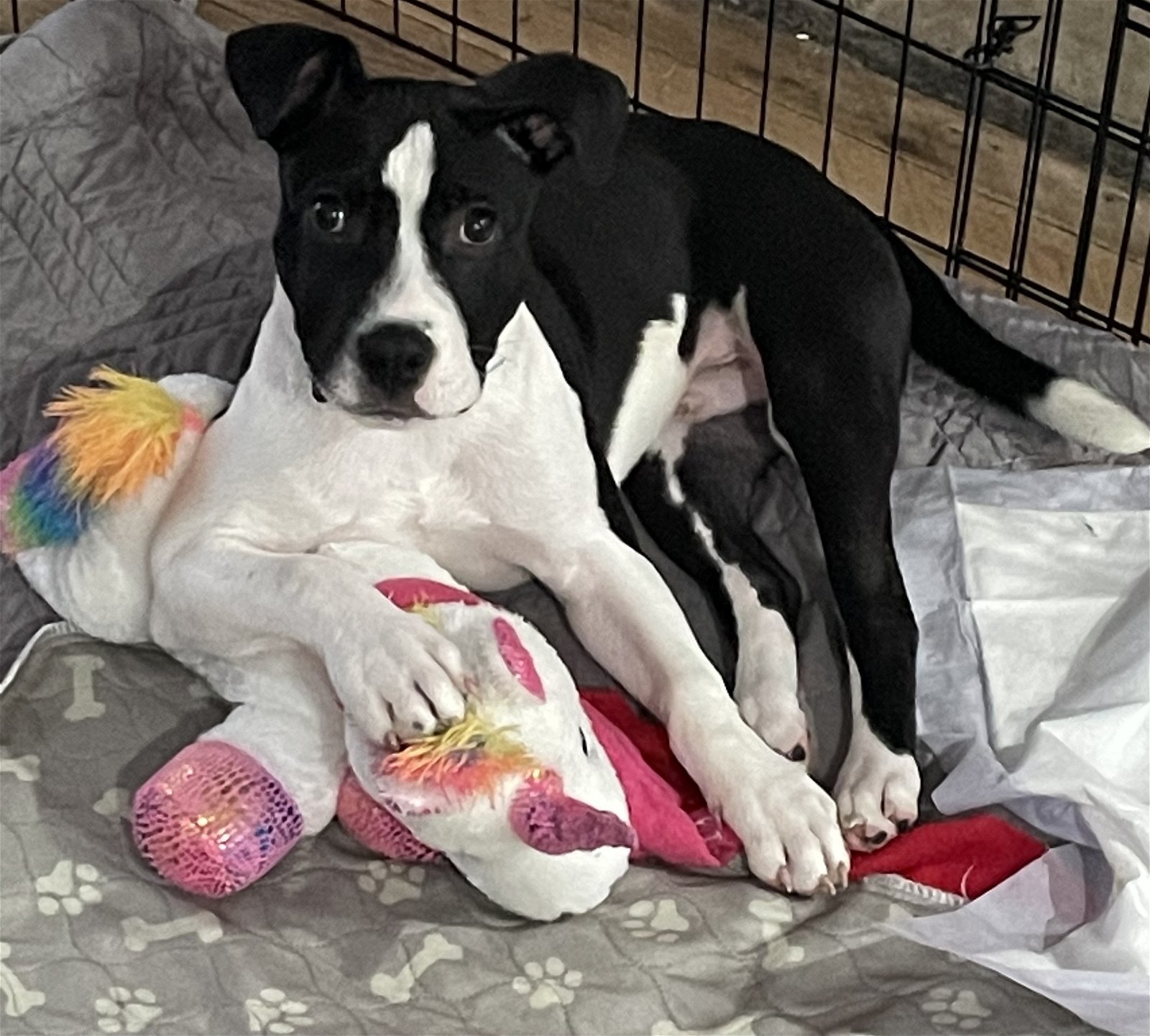 Kane, a Adoptable mixed breed in Gates Mills, OH image 3/7