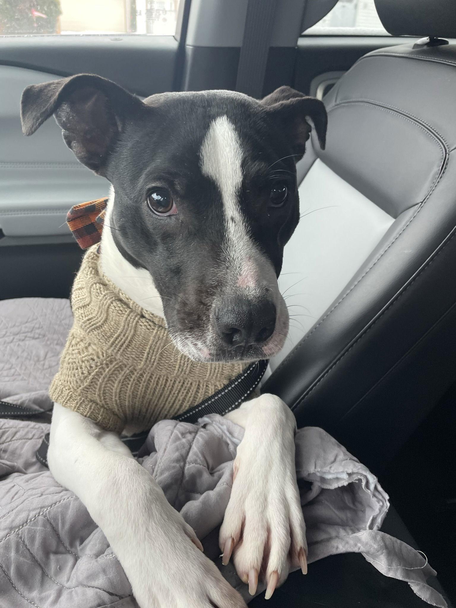 Kane, a Adoptable mixed breed in Gates Mills, OH image 3/6