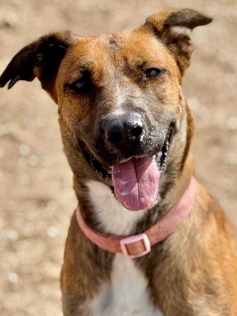 Dani, Adoptable, Adult Female Shepherd.