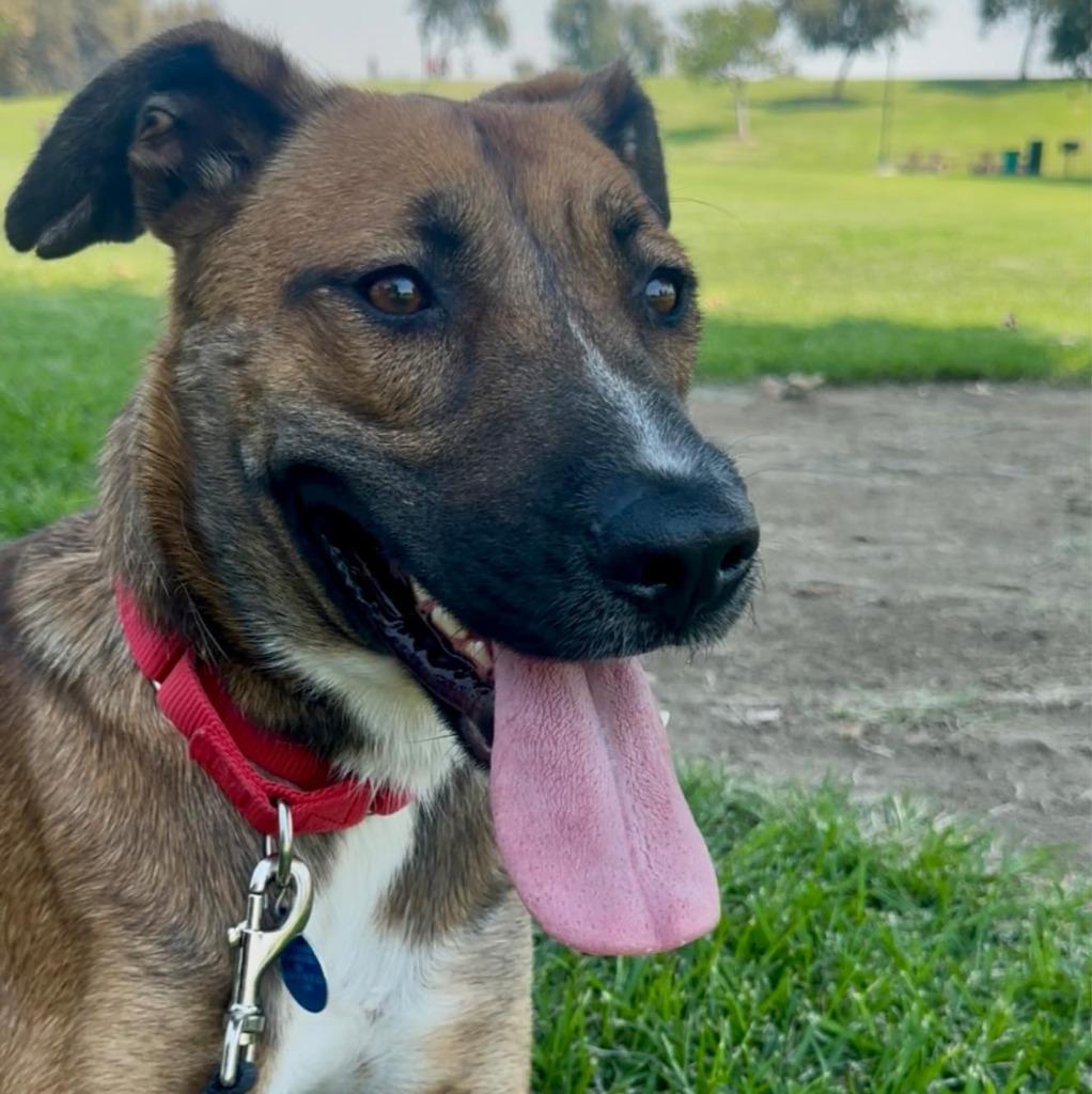 Enlarge Dani, a Adoptable mixed breed in Tehachapi, CA image 2/2