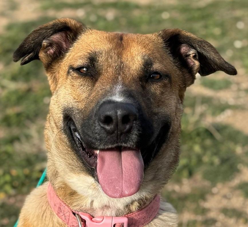 Enlarge Dani, a Adoptable mixed breed in Tehachapi, CA image 3/3