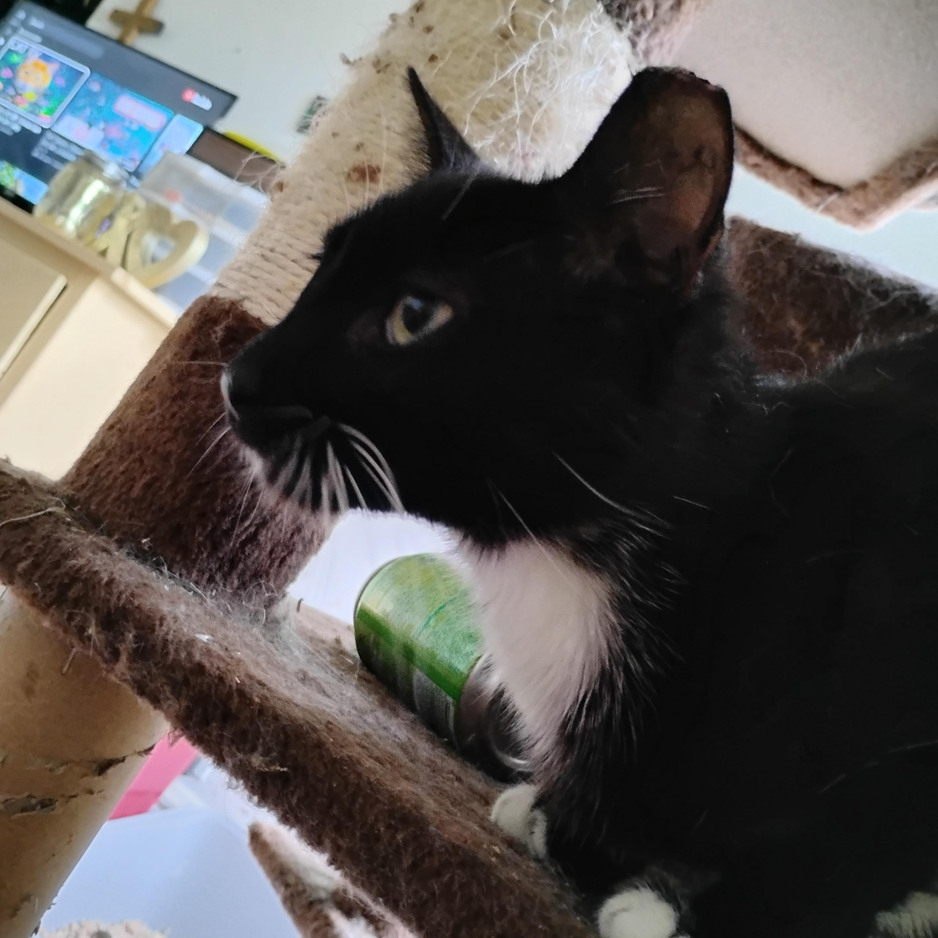 Enlarge Jewel, a ADOPTABLE Domestic Short Hair in Woodland, CA image 5/5