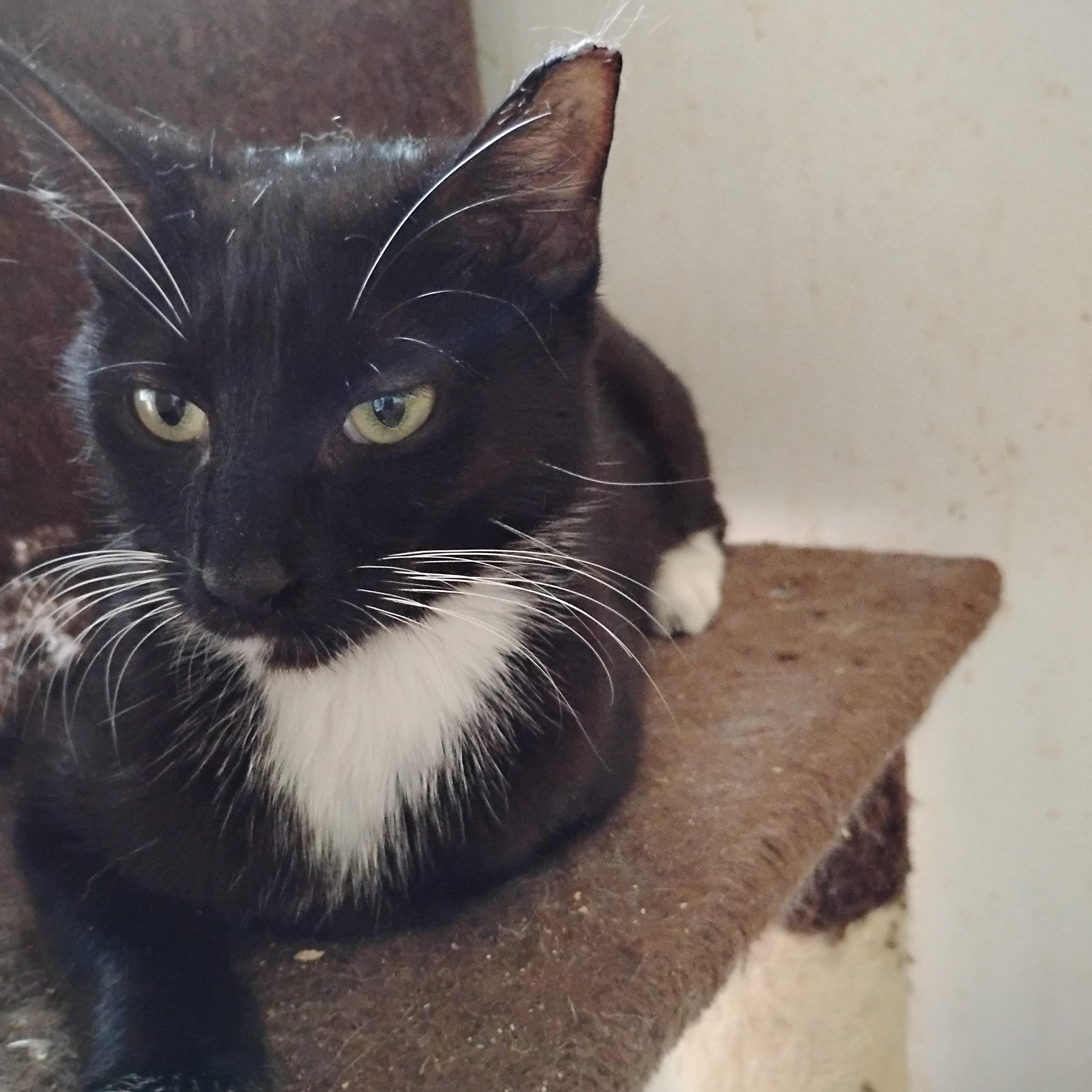 Enlarge Jewel, a ADOPTABLE Domestic Short Hair in Woodland, CA image 4/5